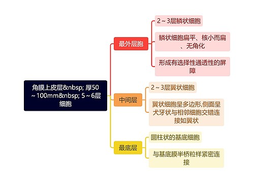 角膜上皮层&nbsp; 厚50～100mm&nbsp; 5～6层细胞