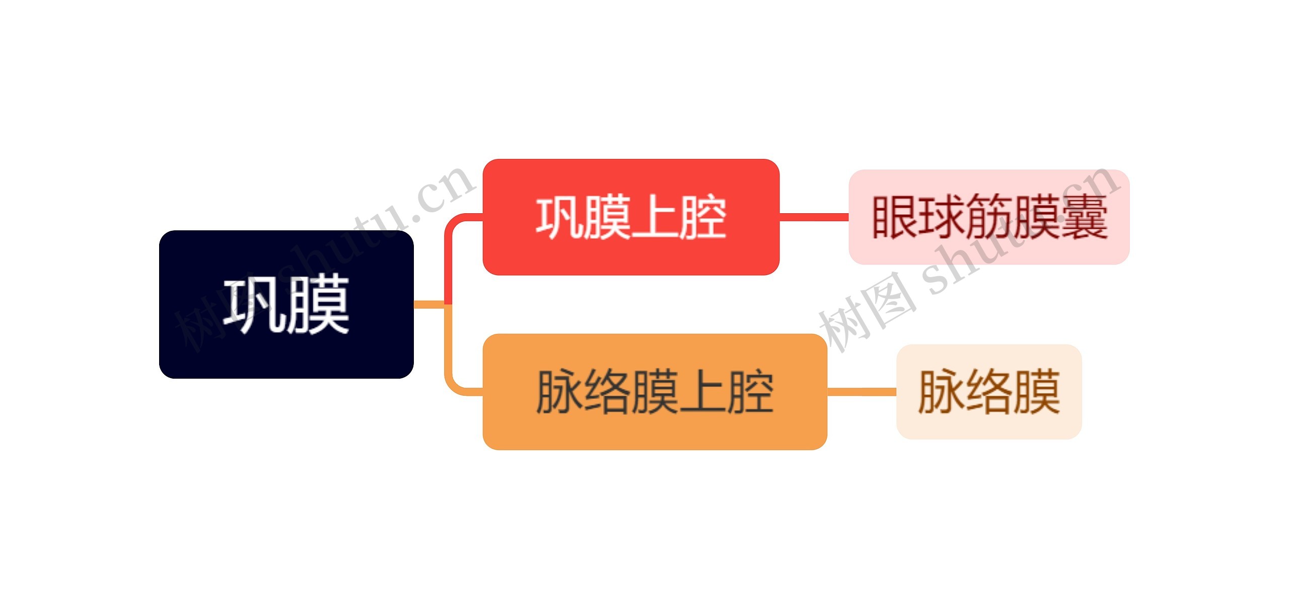 巩膜