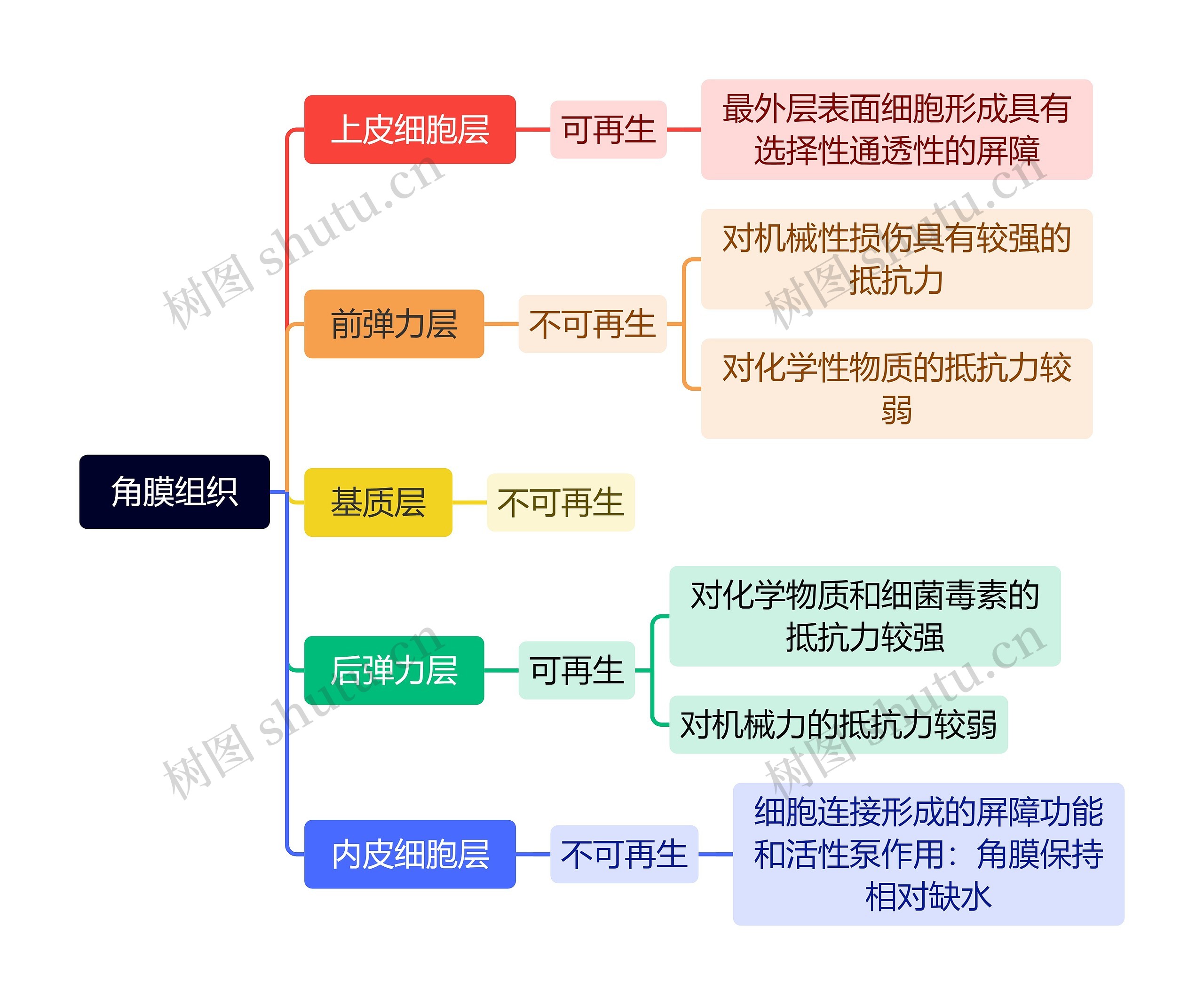 角膜组织