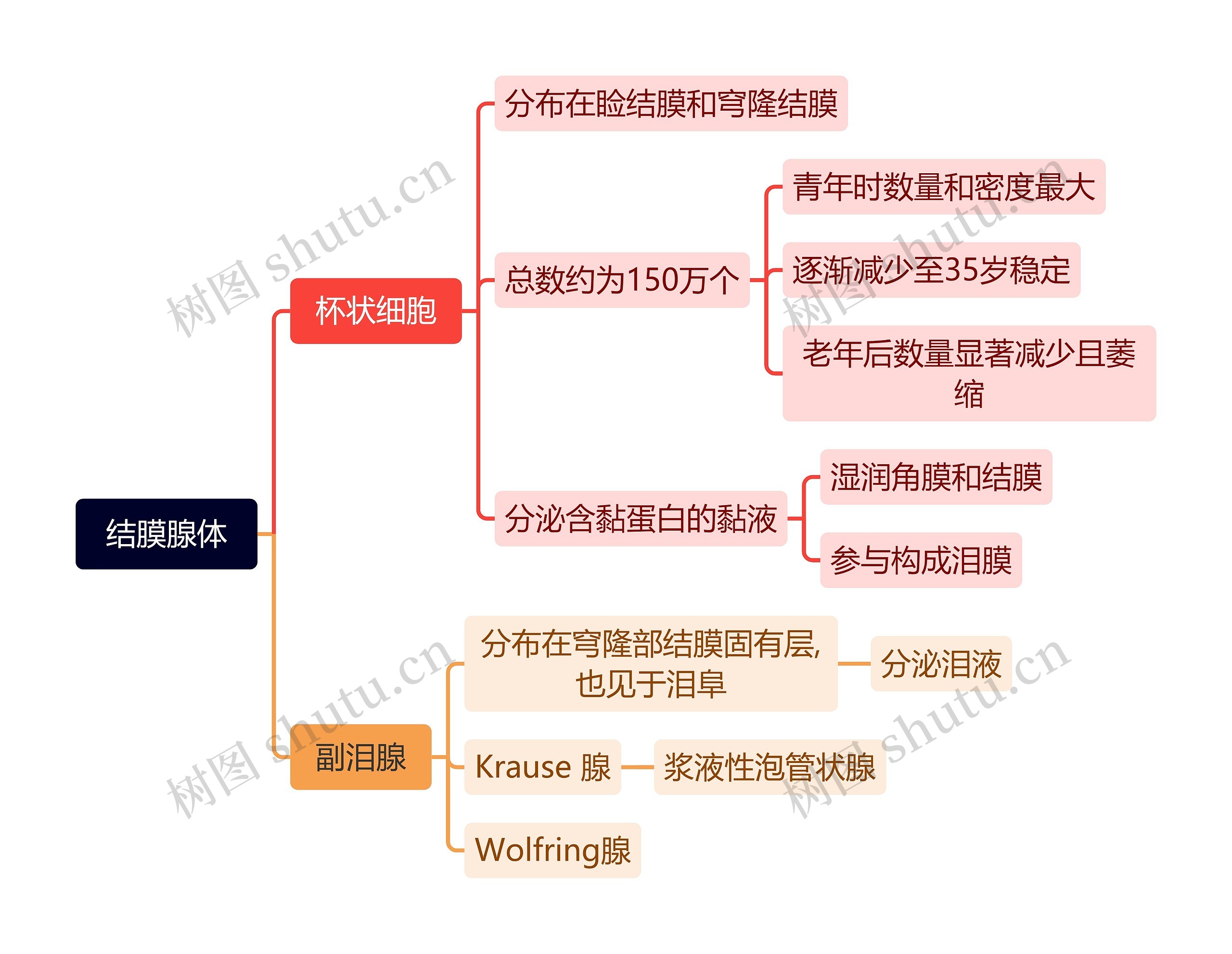 结膜腺体