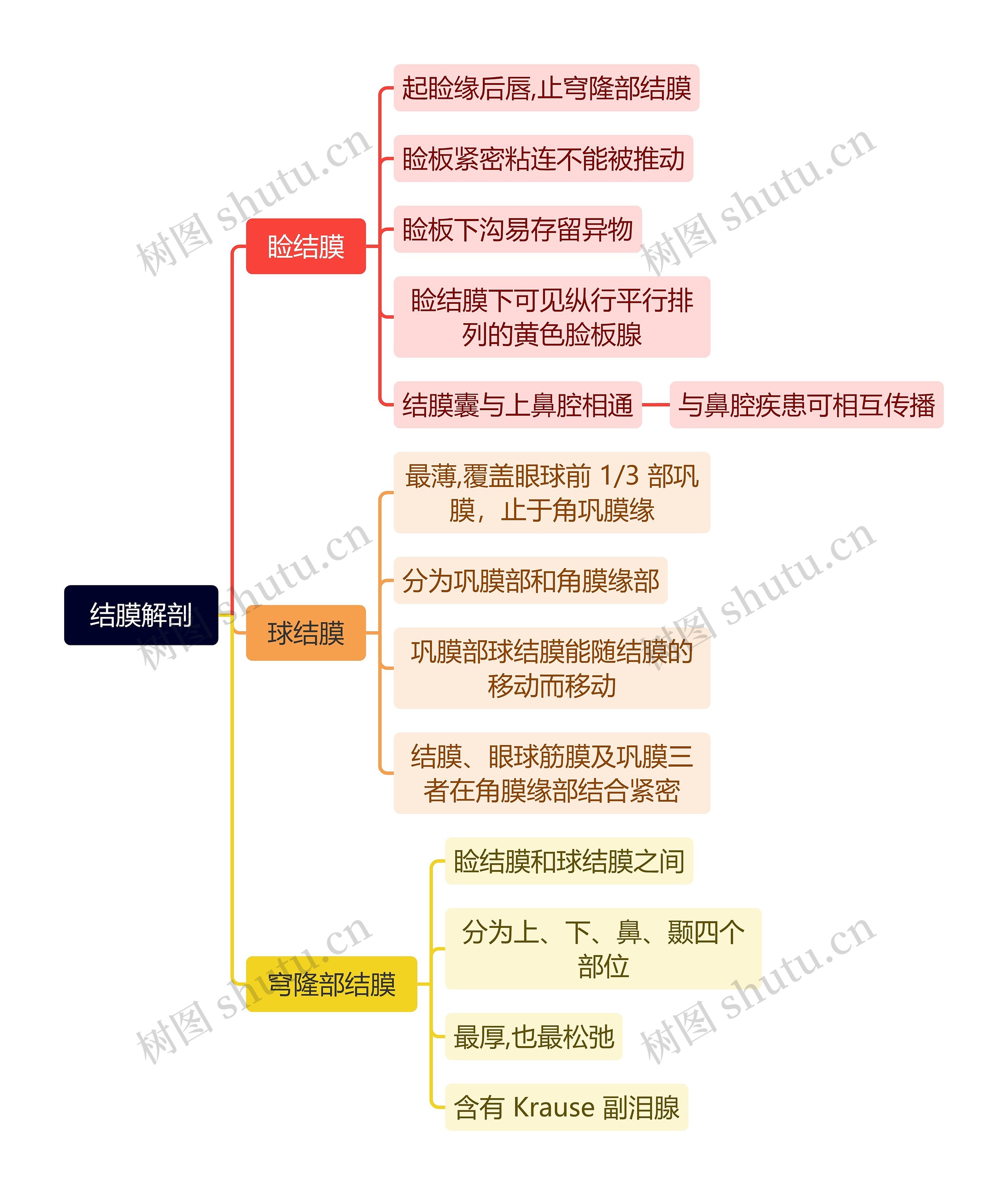 结膜解剖