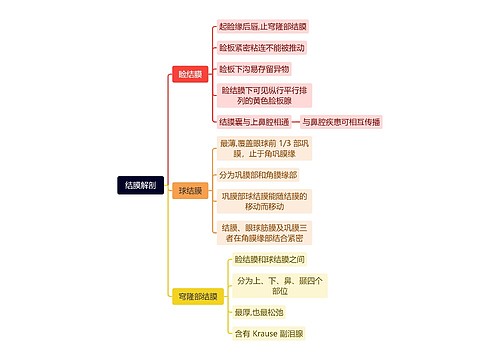 结膜解剖
