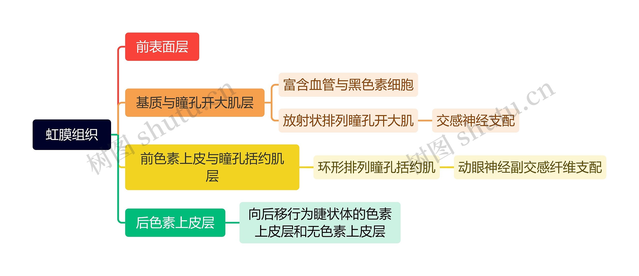 虹膜组织