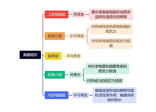角膜组织
