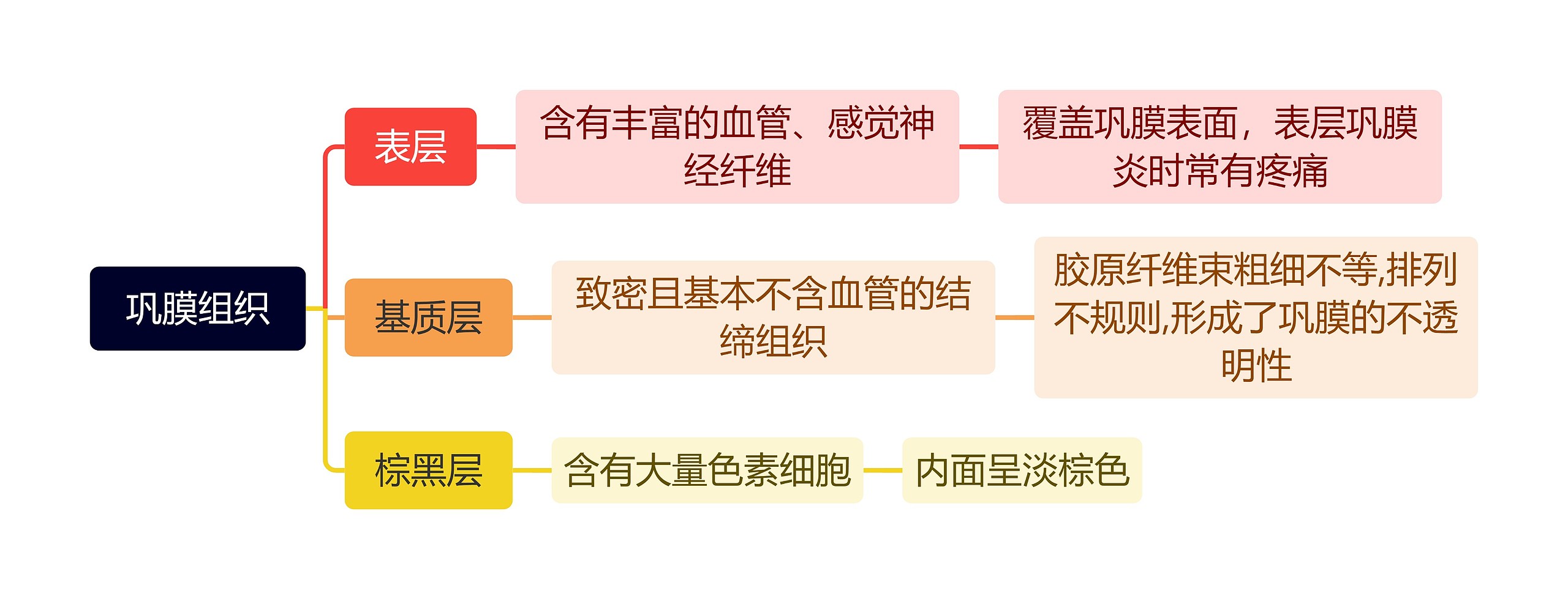 巩膜组织
