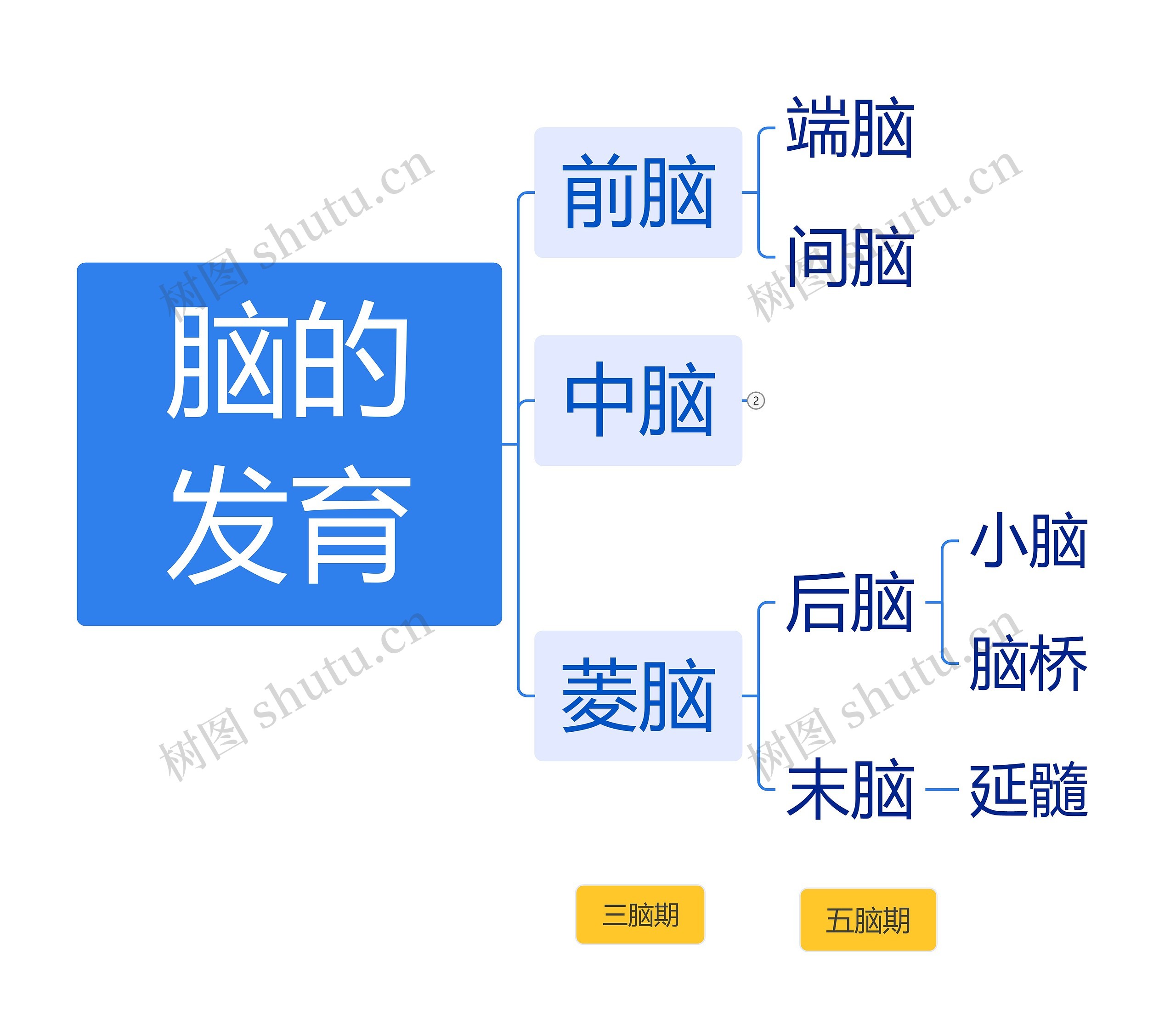 ﻿脑的发育