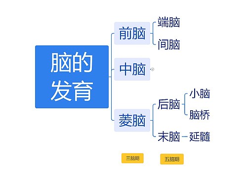 ﻿脑的发育