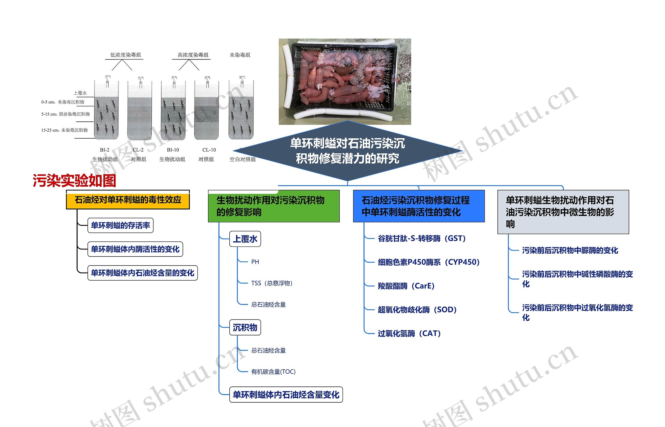 单环刺螠对石油污染沉积物修复潜力的研究思维导图高清图 单环刺螠对石油污染沉积物修复潜力的研究思维导图