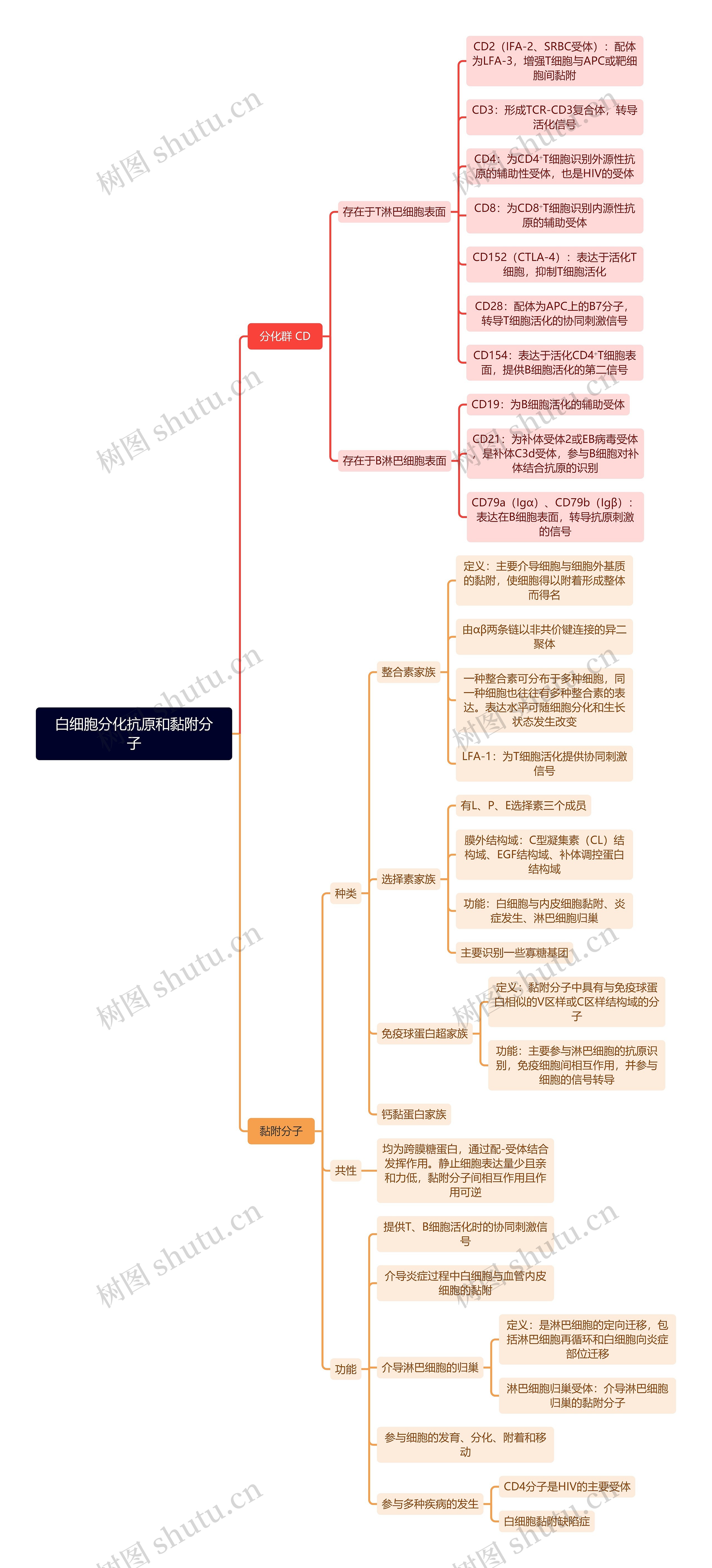 白细胞分化抗原和黏附分子