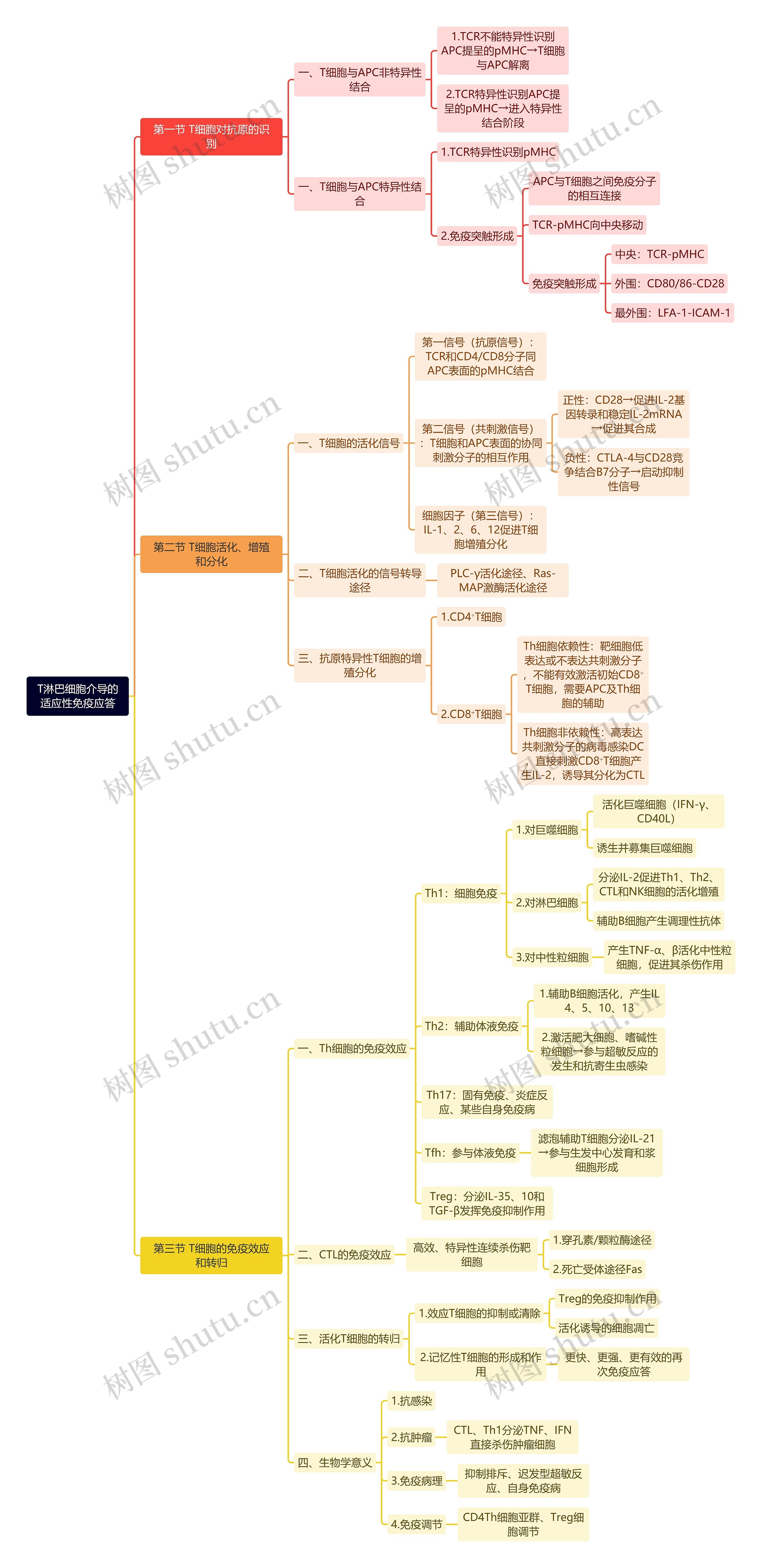 T淋巴细胞介导的
适应性免疫应答