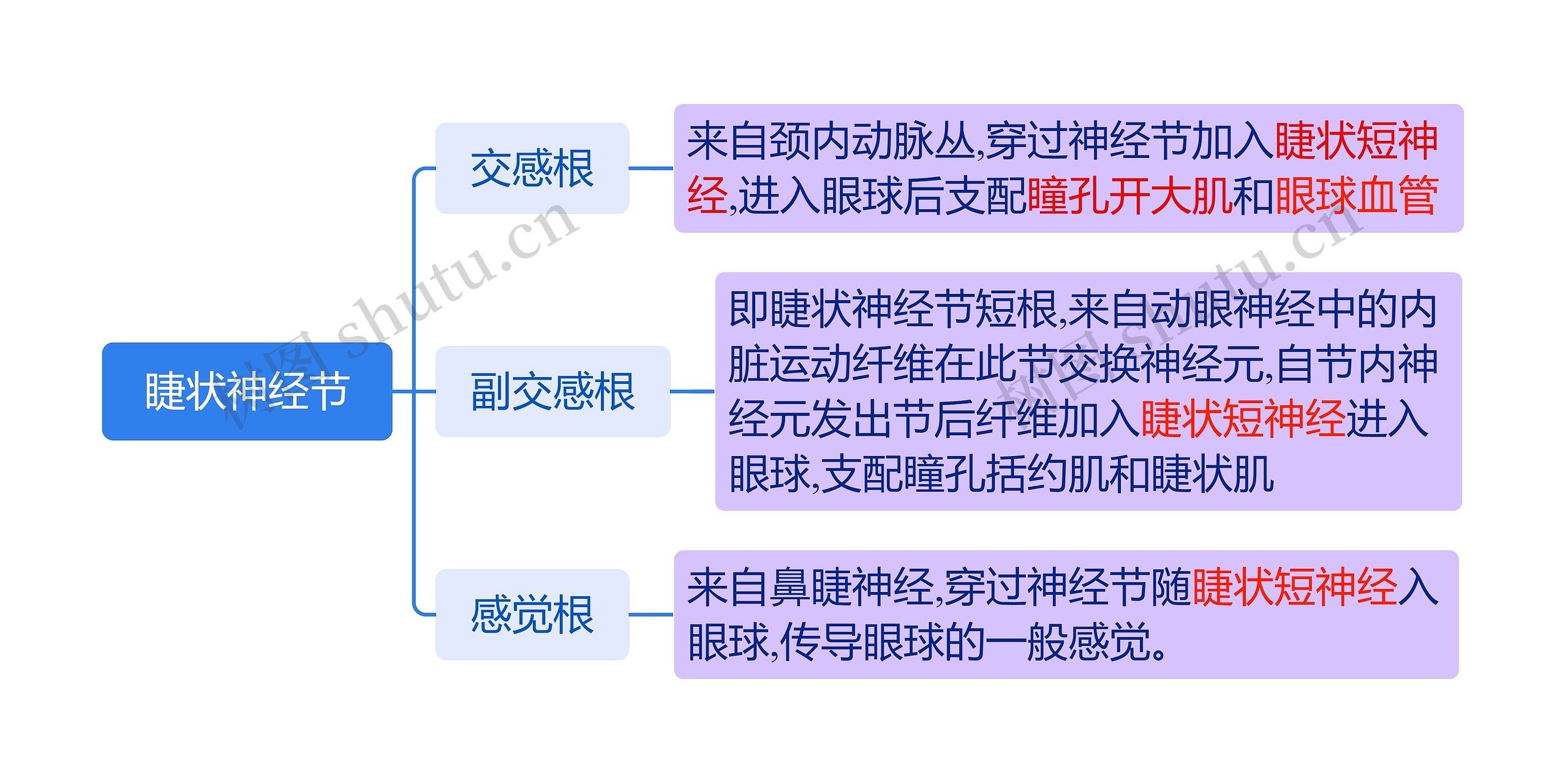 睫状神经节