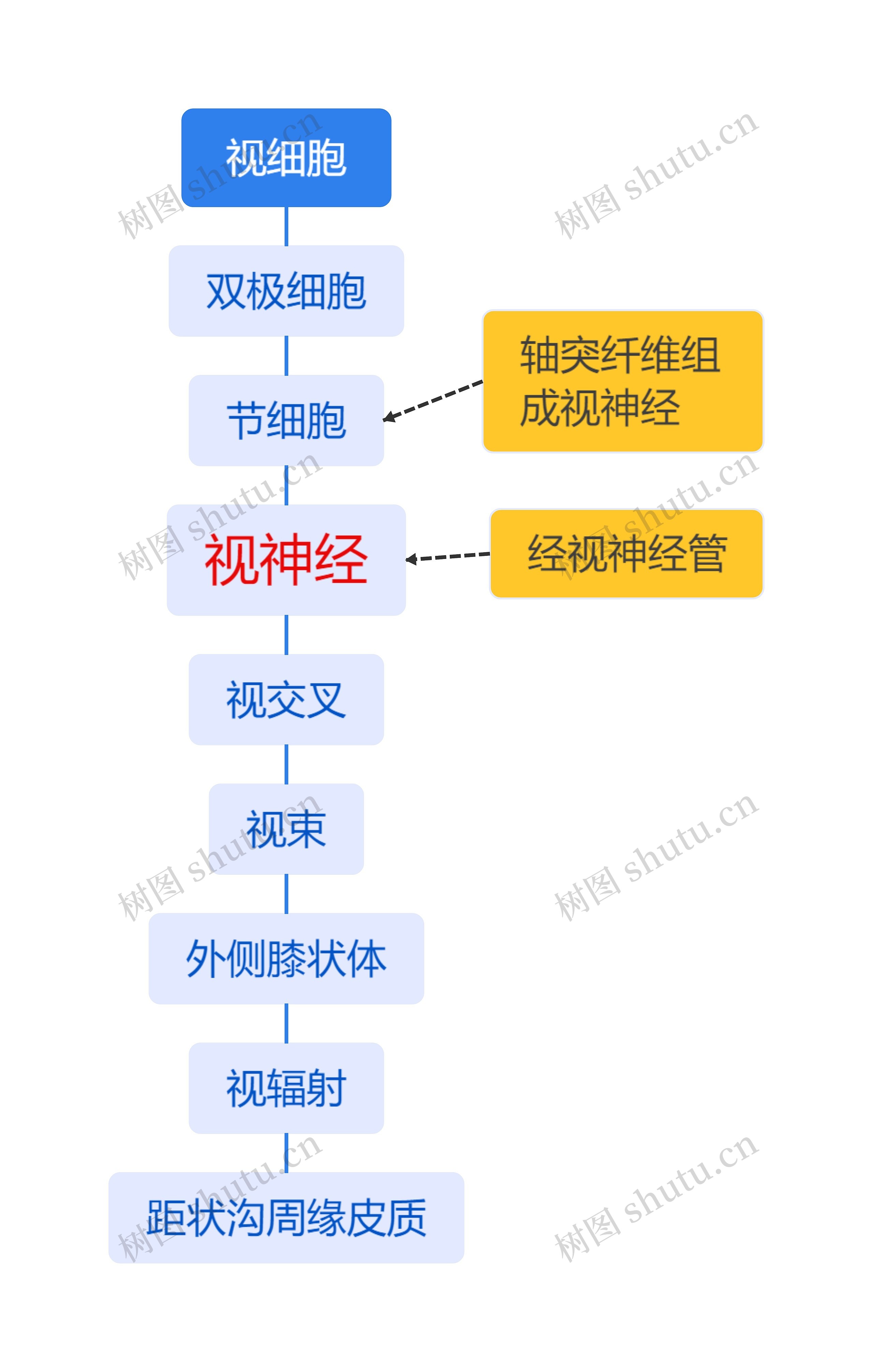 视细胞