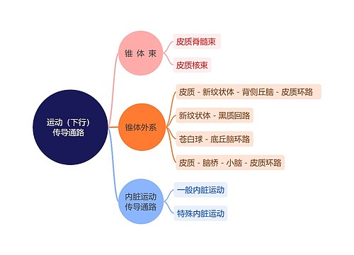运动（下行）传导通路  