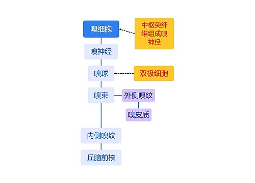 嗅细胞