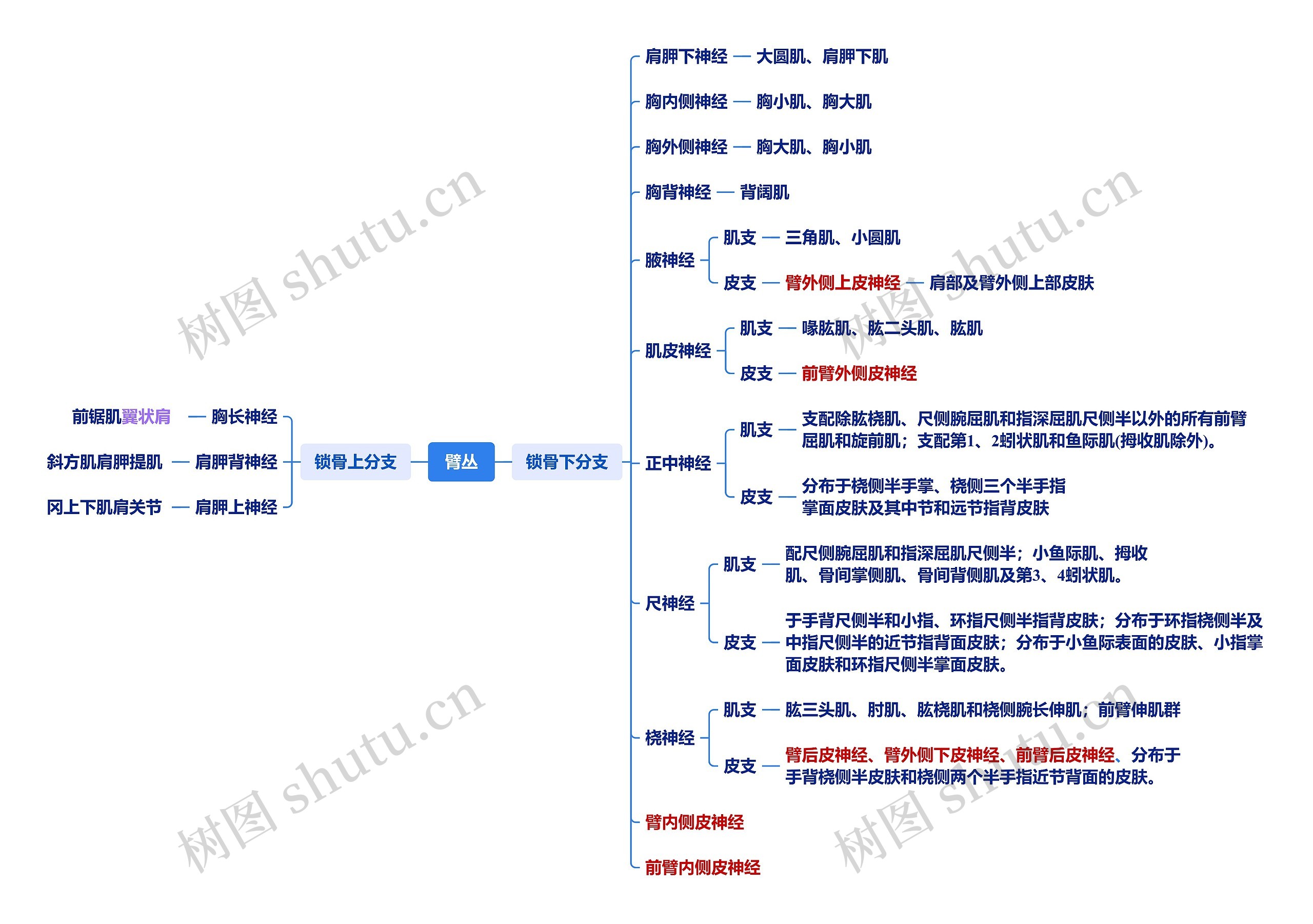 臂丛说明思维导图高清图 臂丛说明思维导图