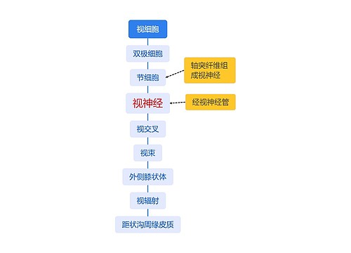 视细胞