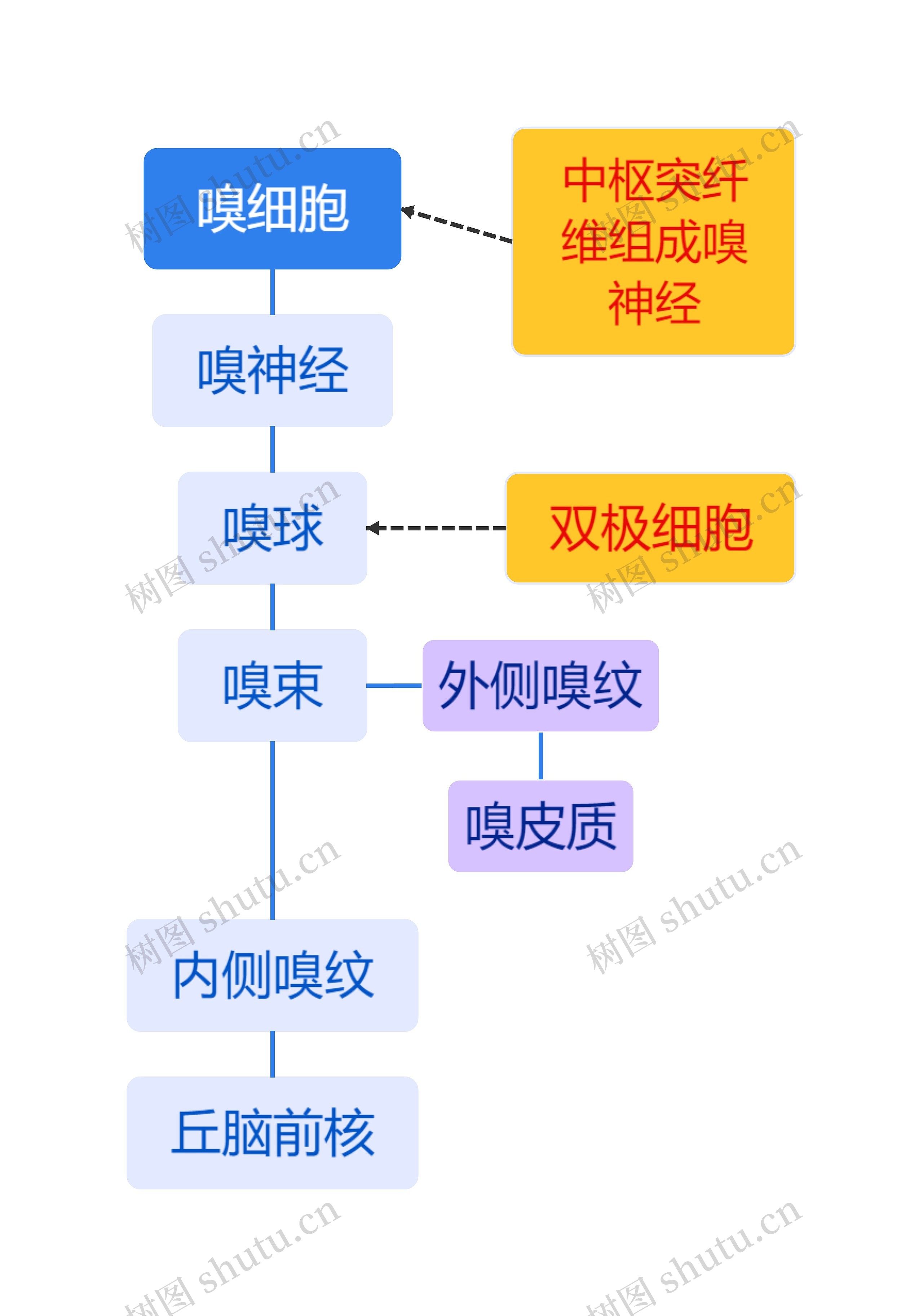 嗅细胞