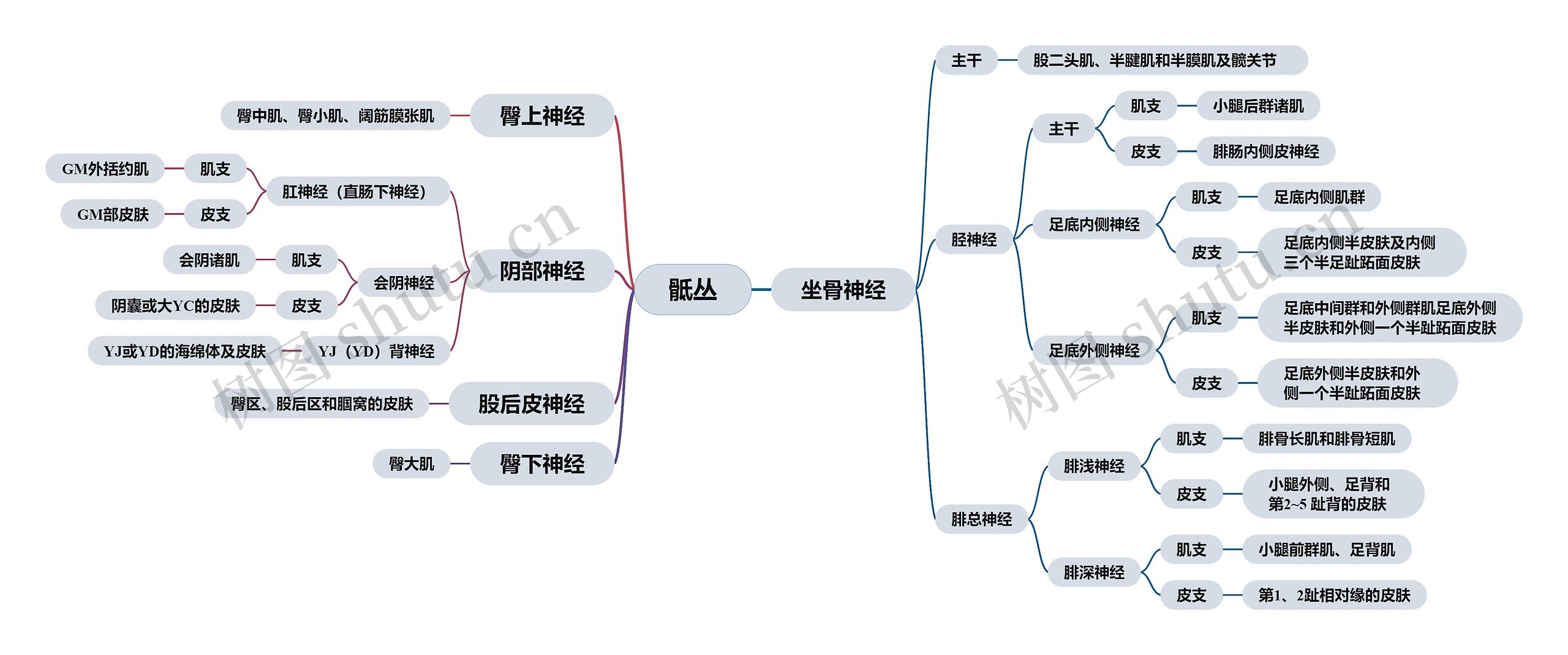 骶丛