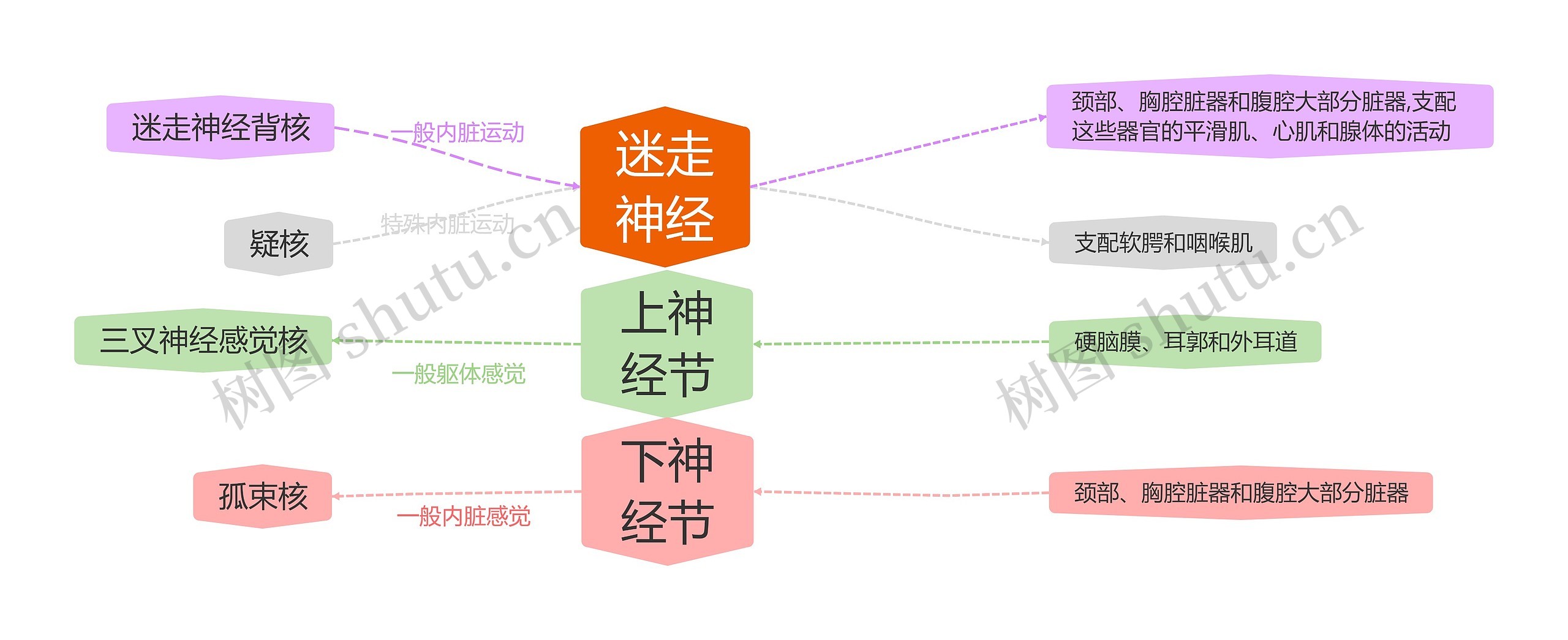 迷走神经