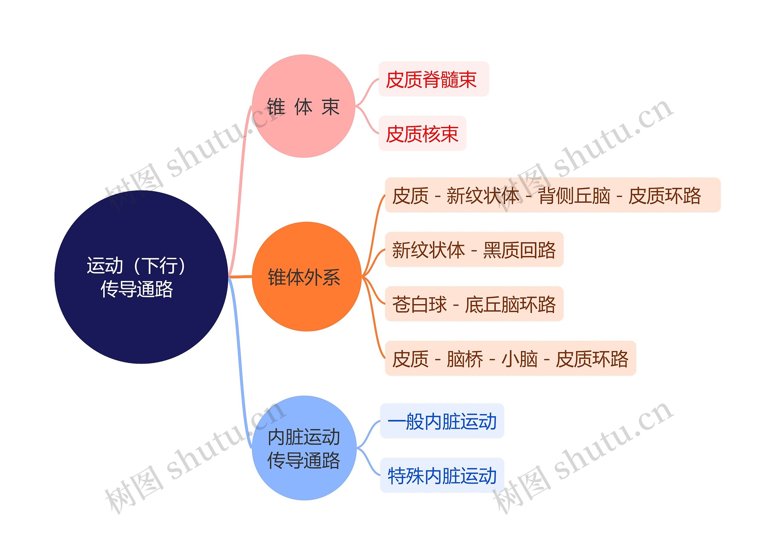 运动（下行）传导通路  