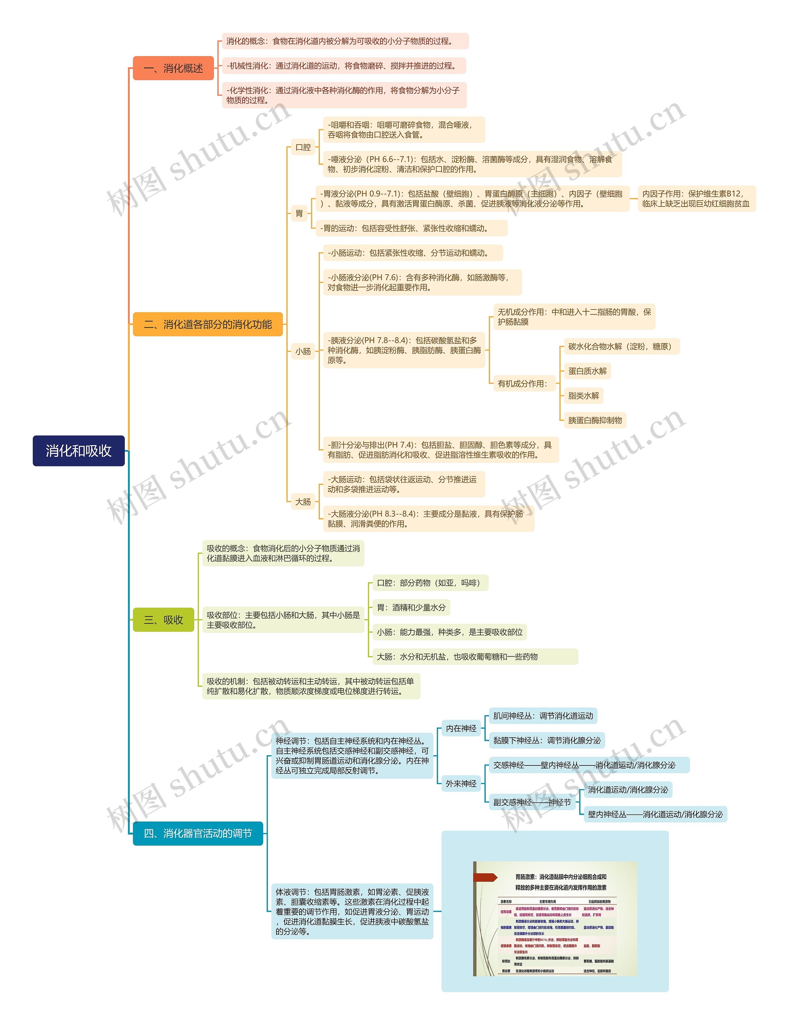 消化和吸收思维导图高清图 消化和吸收思维导图