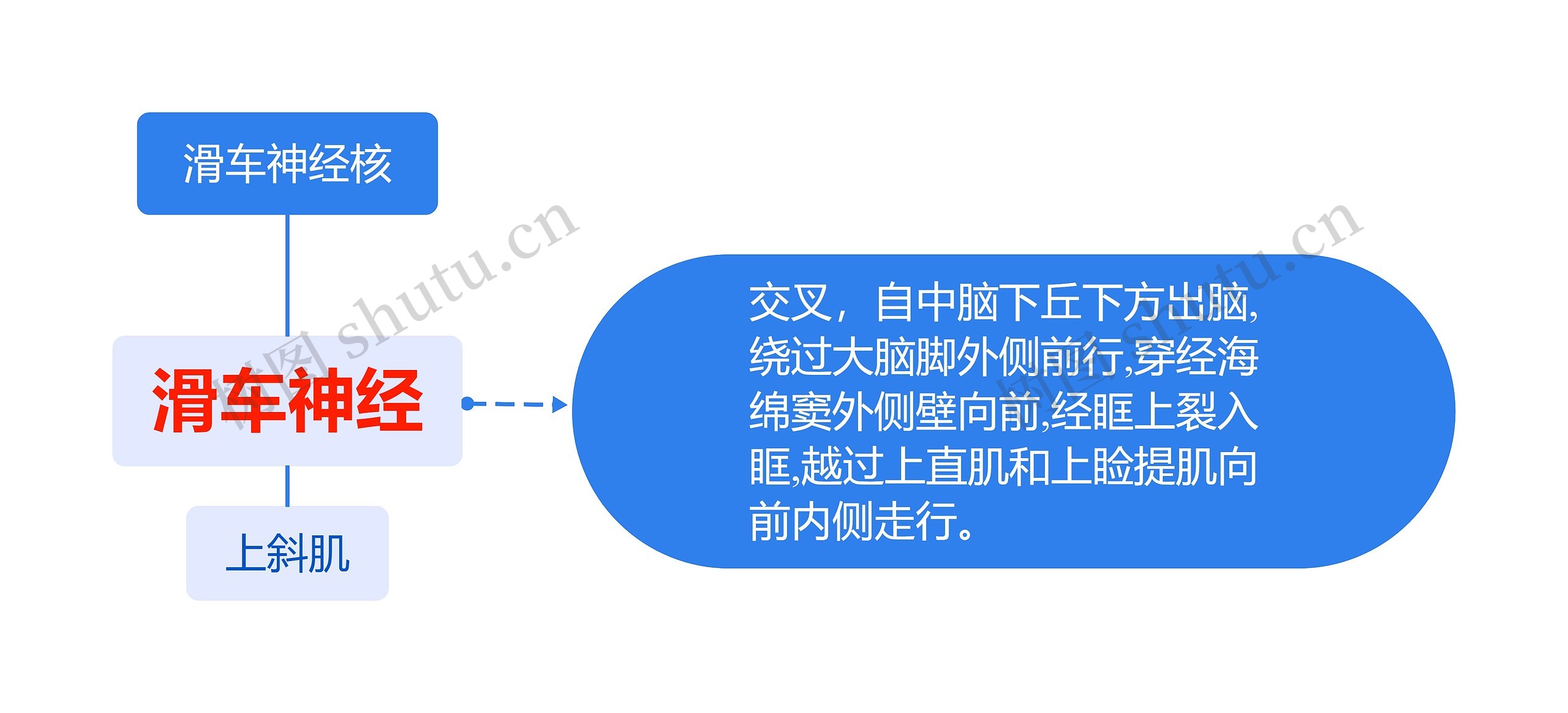 滑车神经核