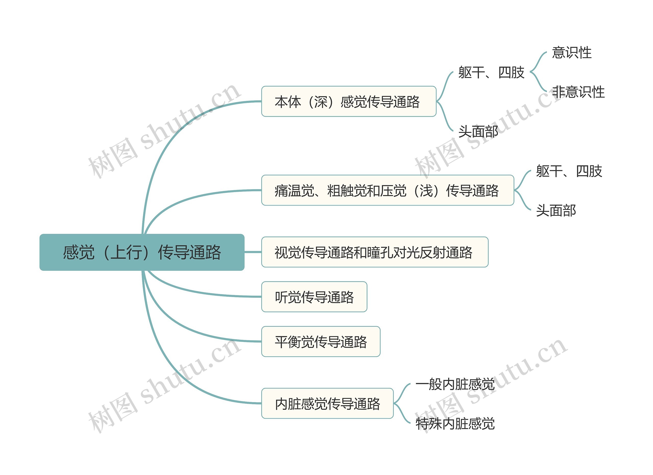 感觉(上行)传导通路思维导图高清图 感觉(上行)传导通路思维导图