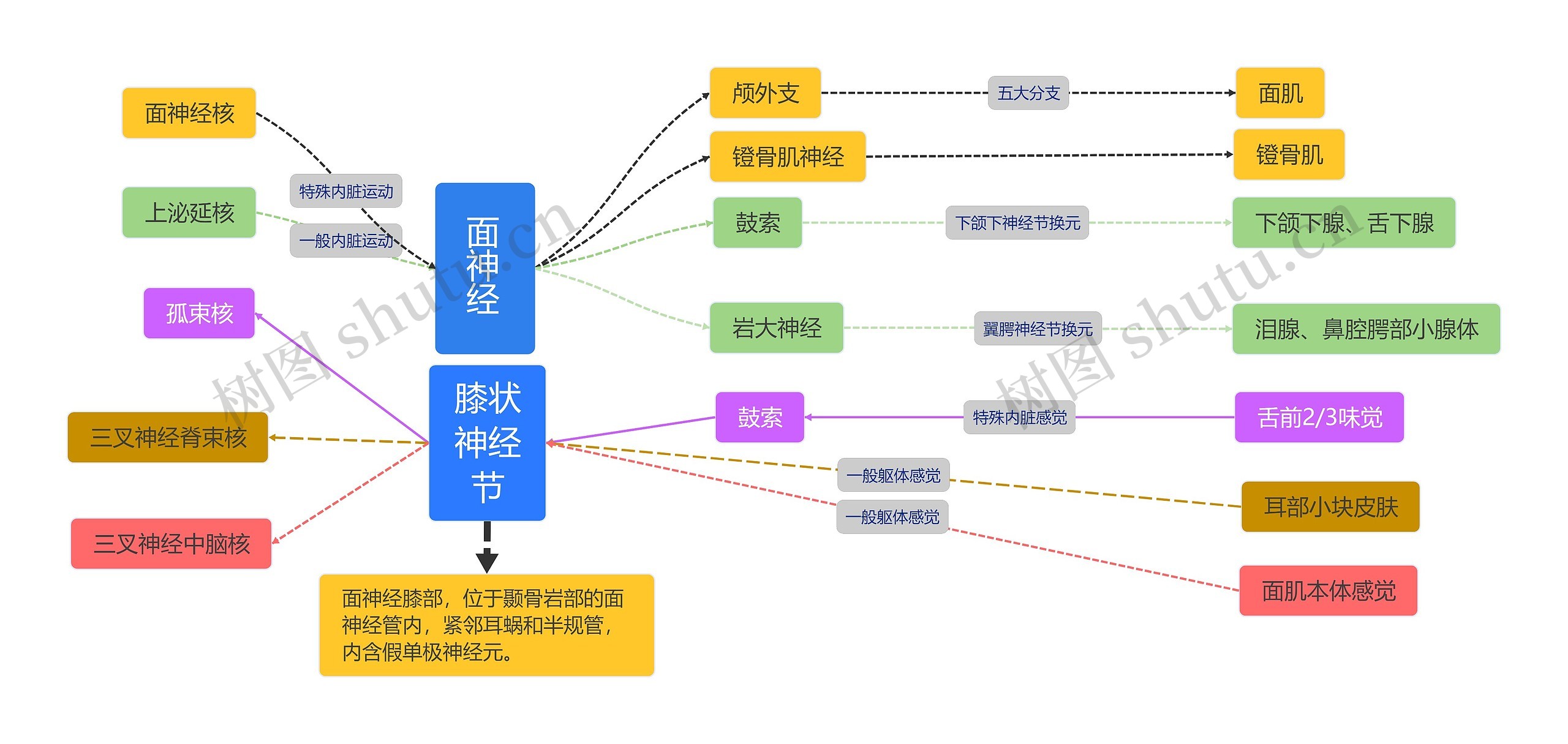 面神经介绍