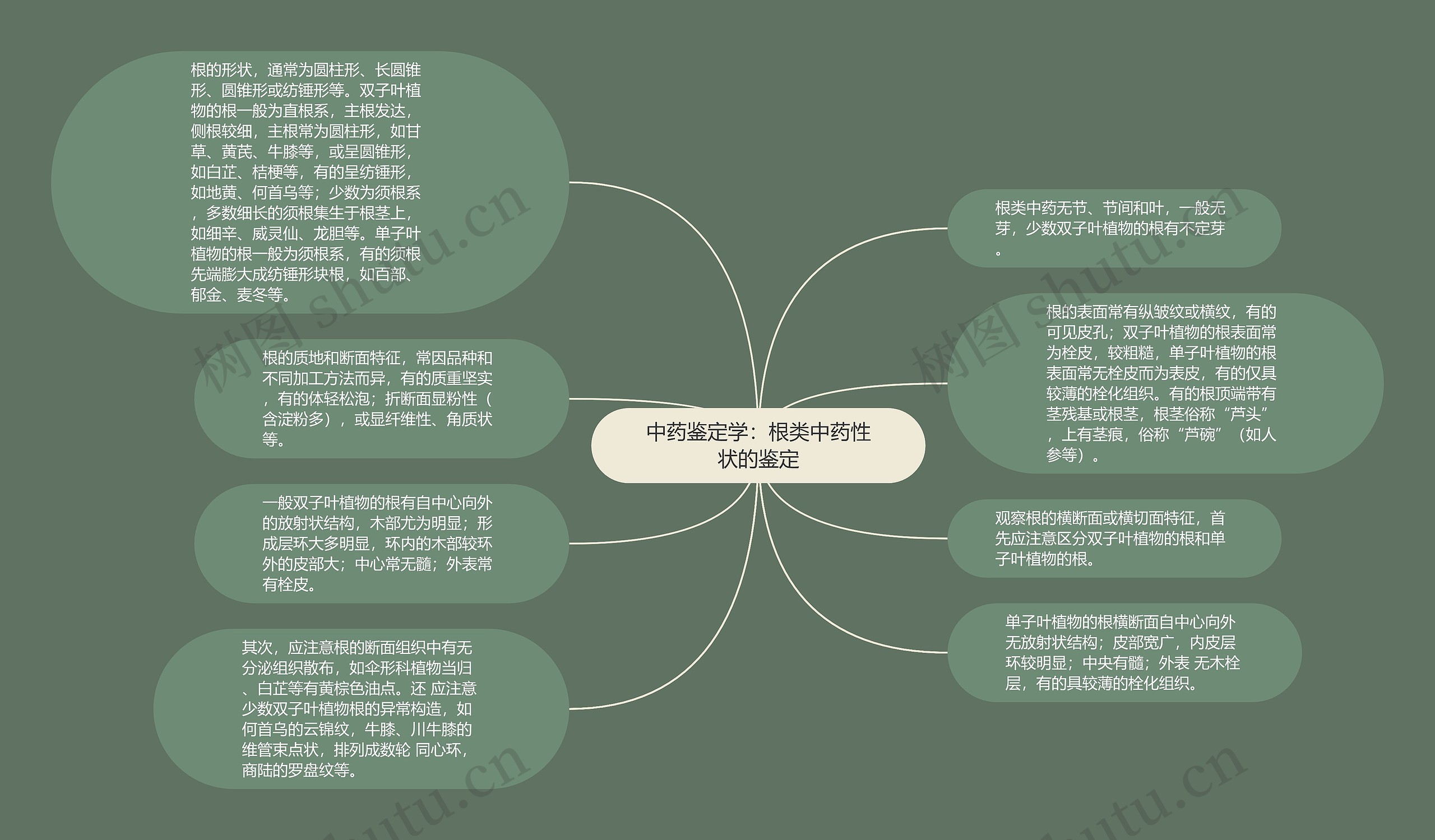 中药鉴定学：根类中药性状的鉴定