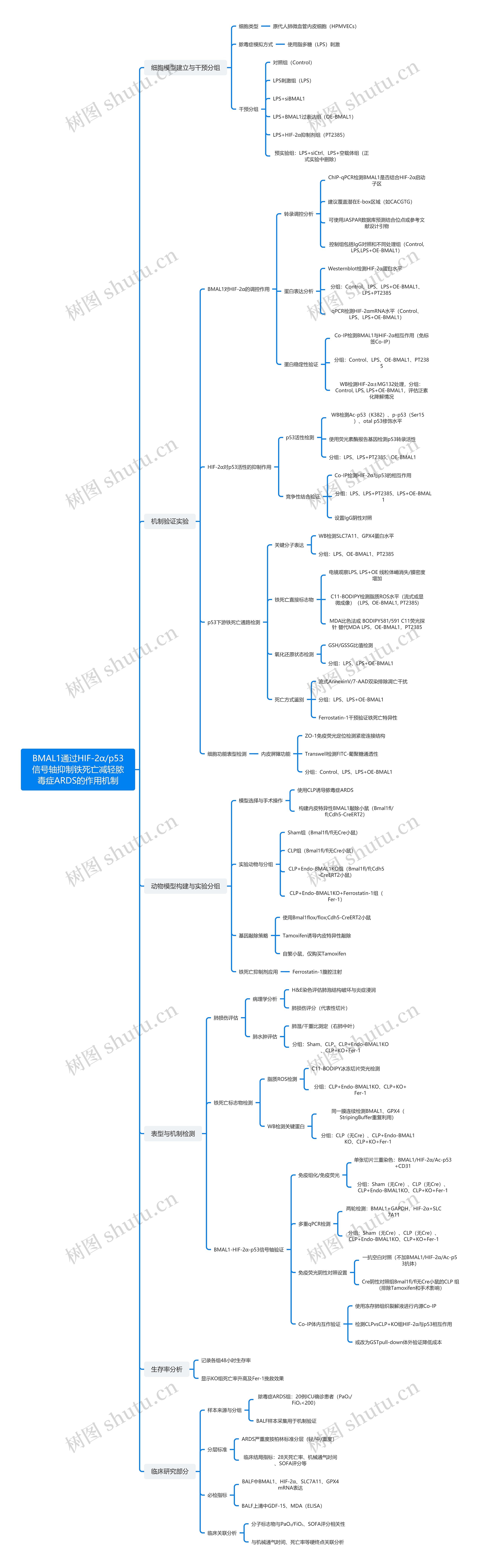BMAL1通过HIF-2α/p53信号轴抑制铁死亡减轻脓毒症ARDS的作用机制