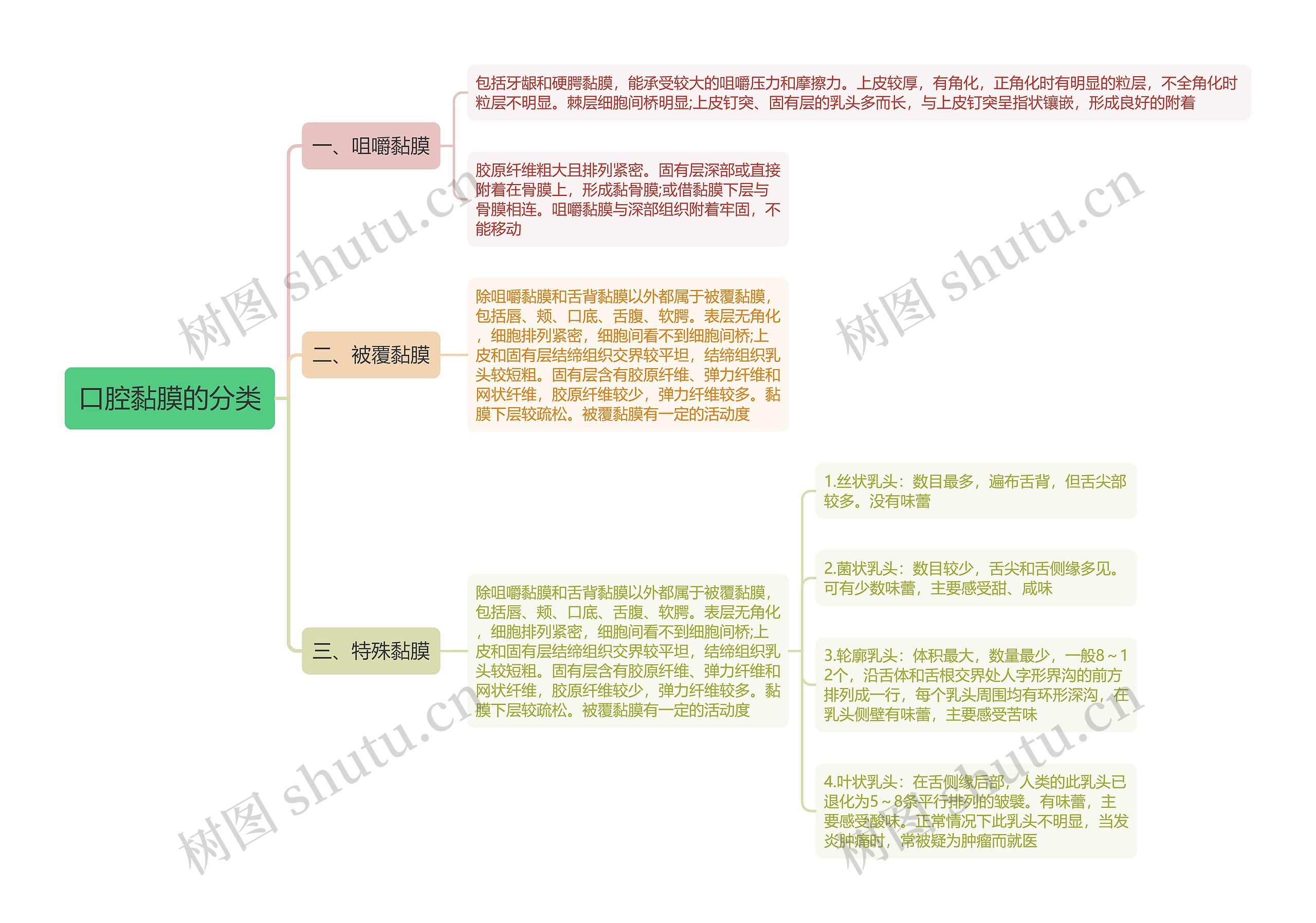 口腔黏膜的分类思维导图