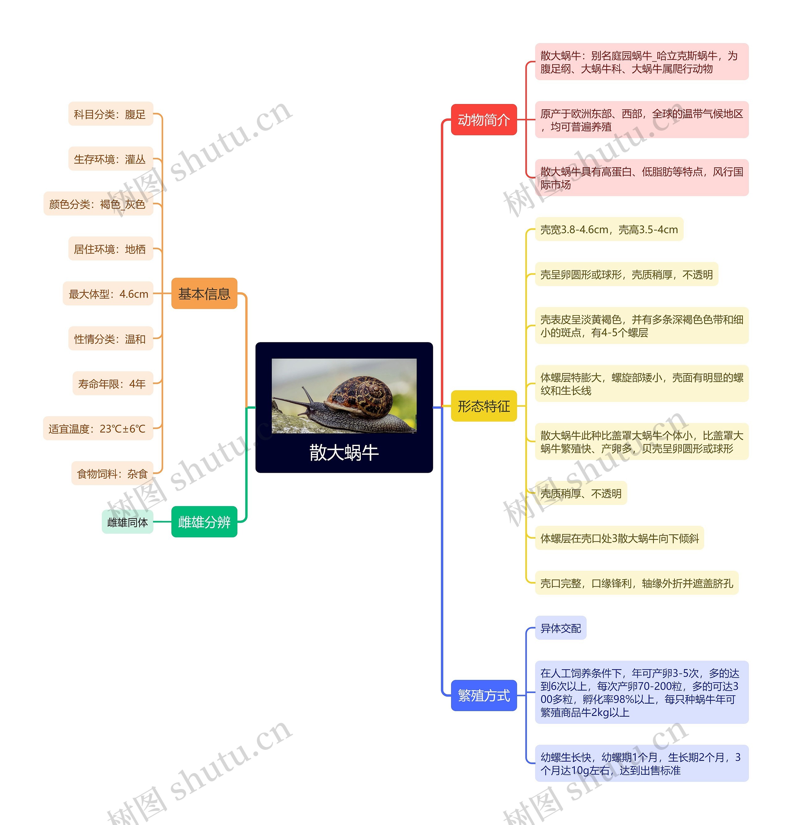 散大蜗牛思维导图