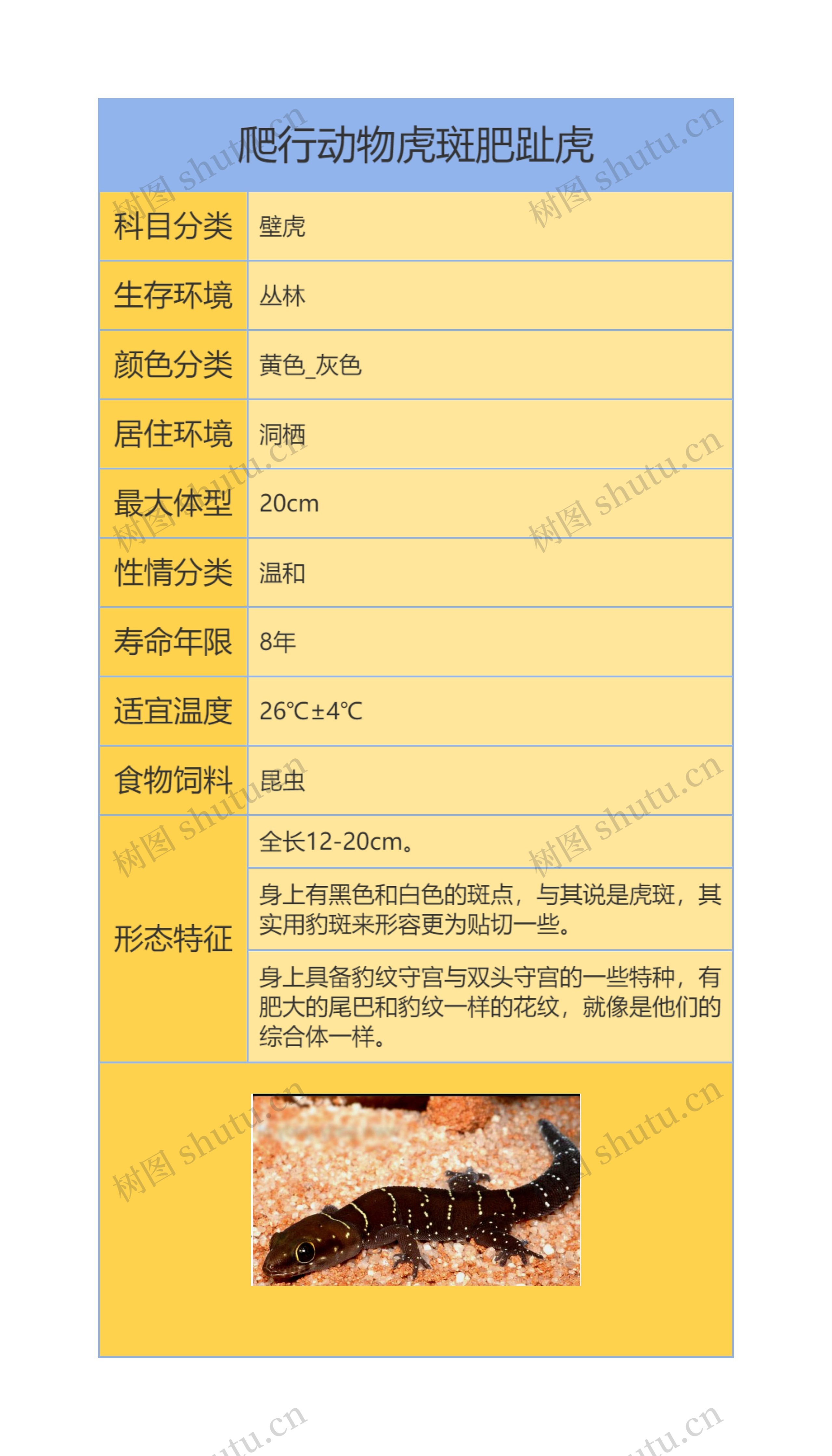 爬行动物虎斑肥趾虎