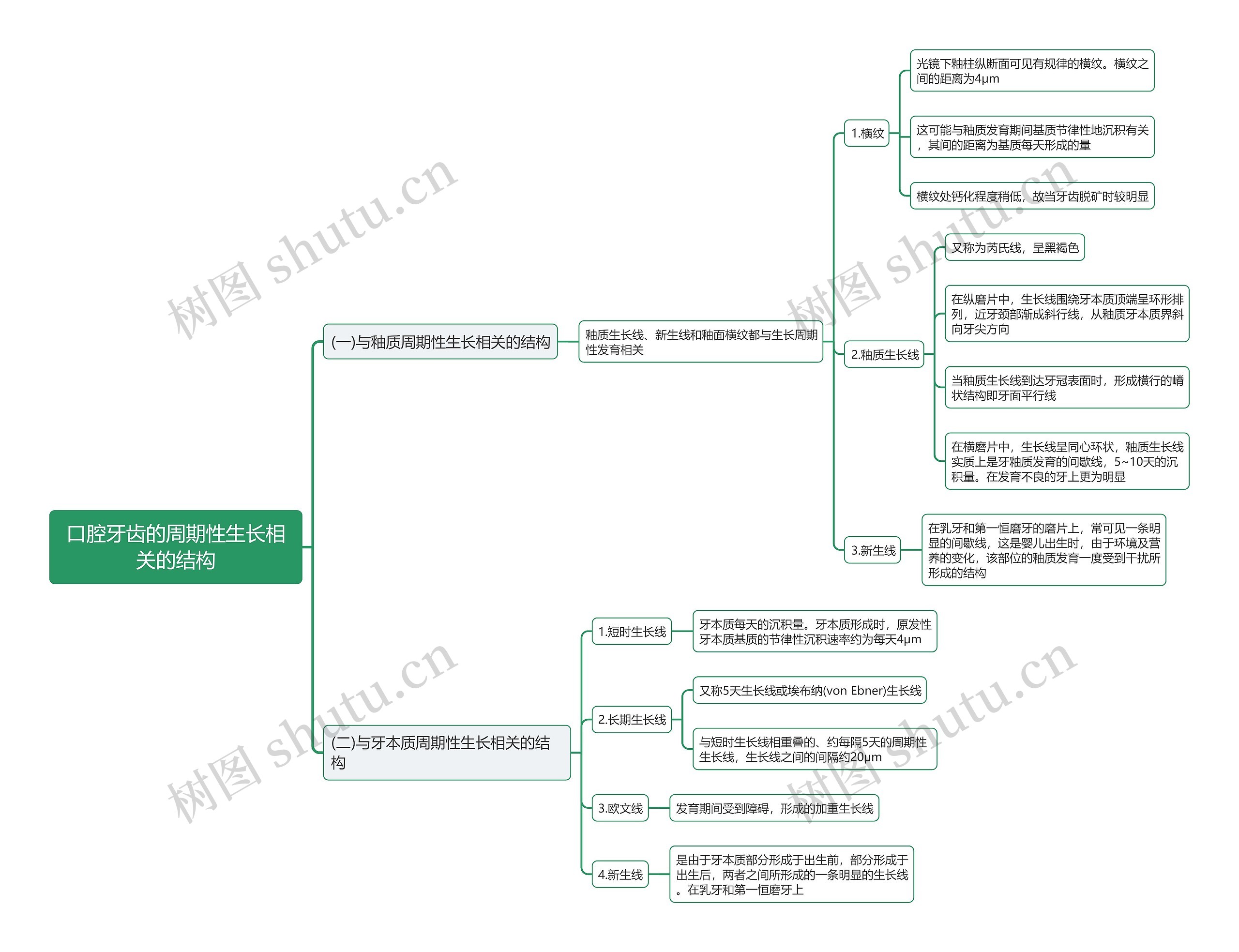 口腔牙齿的周期性生长相关的结构思维导图