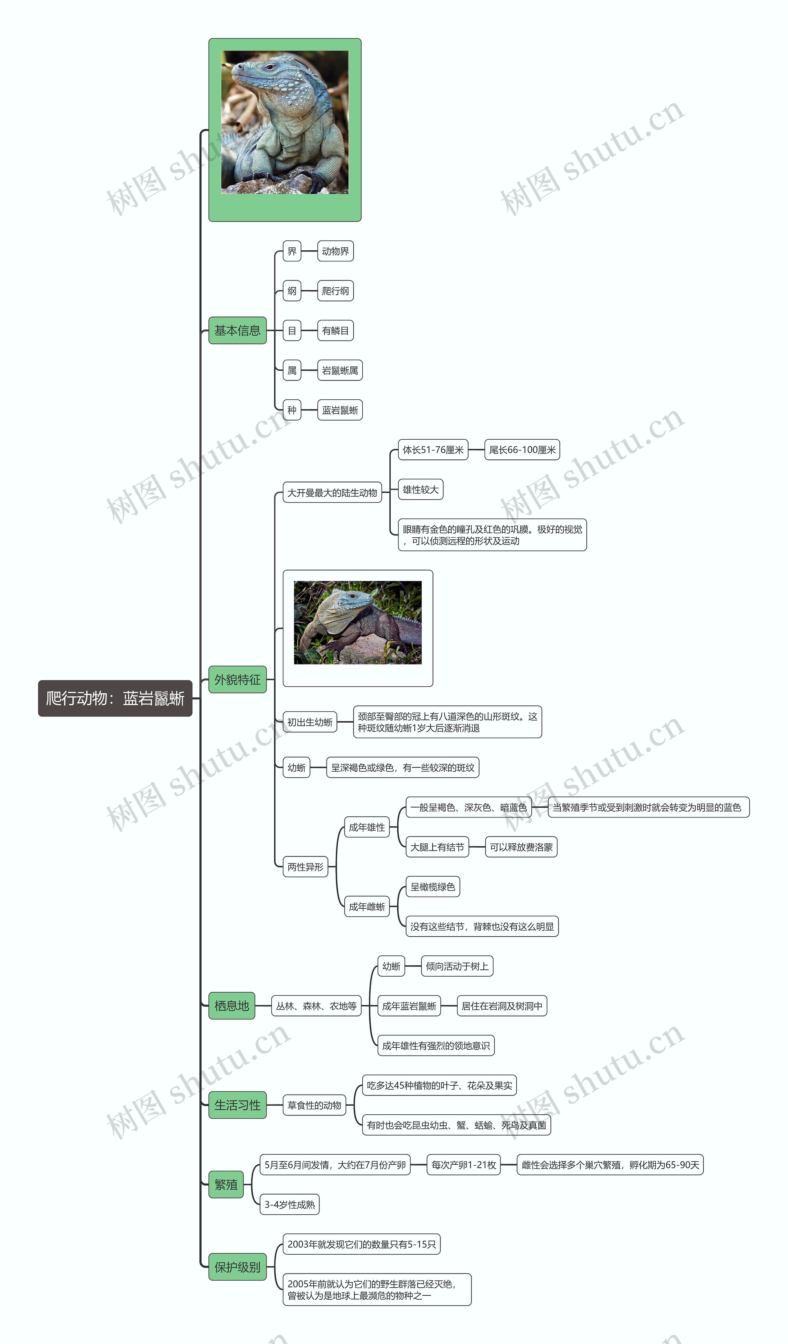 爬行动物：蓝岩鬣蜥思维导图