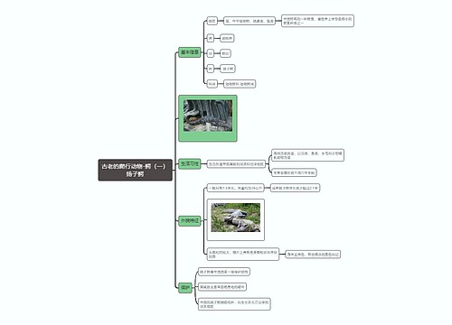 古老的爬行动物-鳄（一）扬子鳄