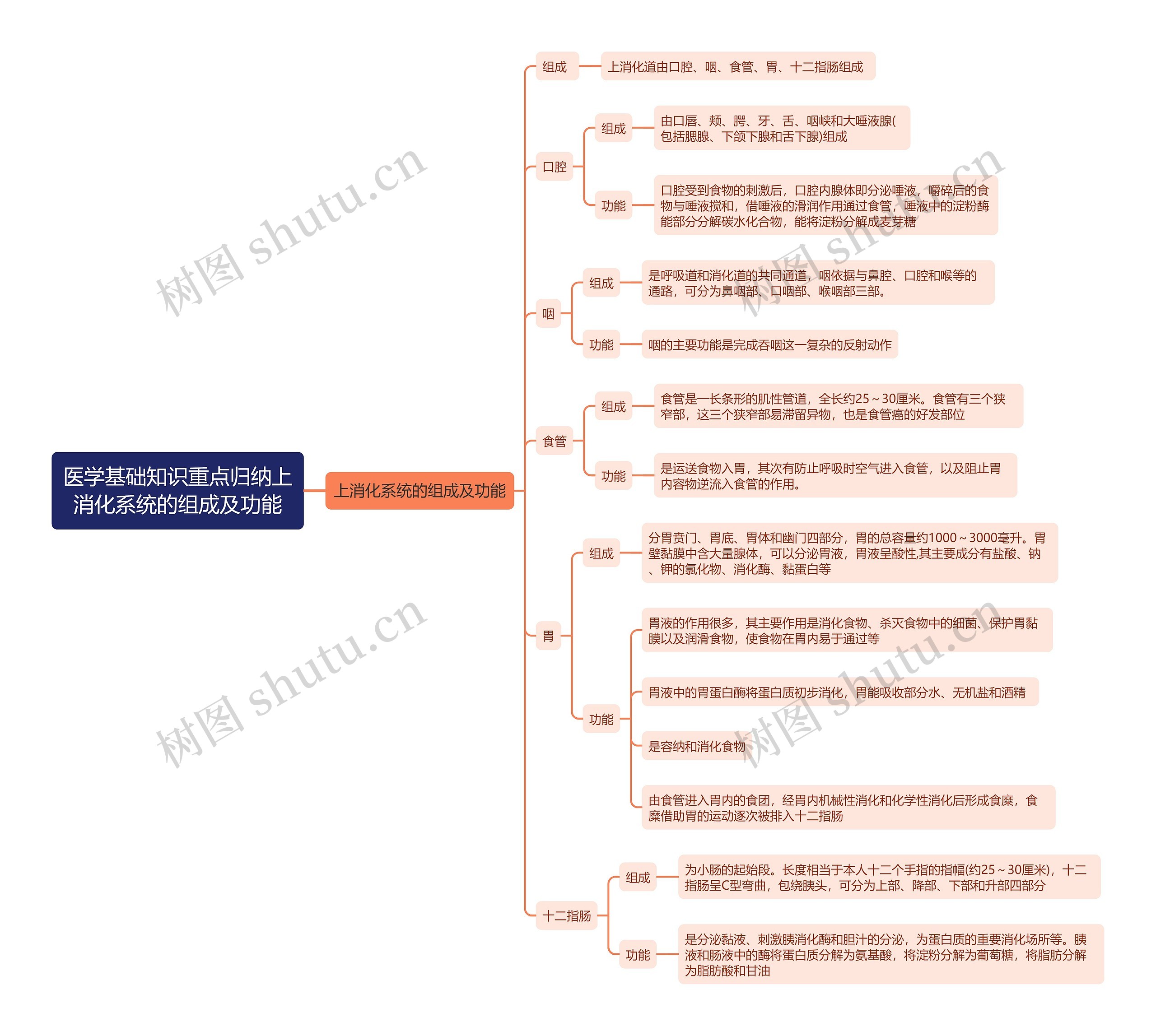 医学基础知识重点归纳上消化系统的组成及功能