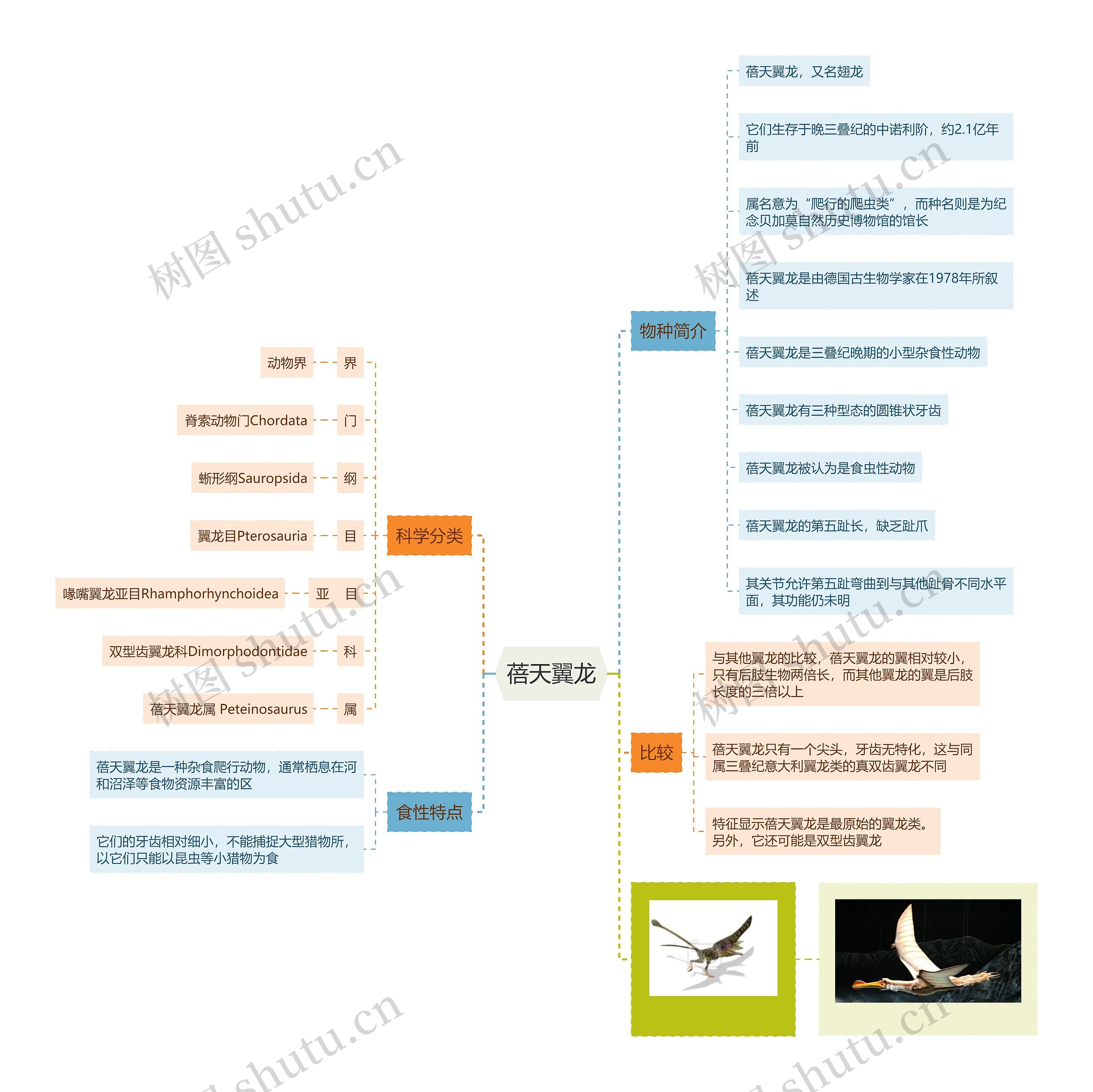 蓓天翼龙思维导图