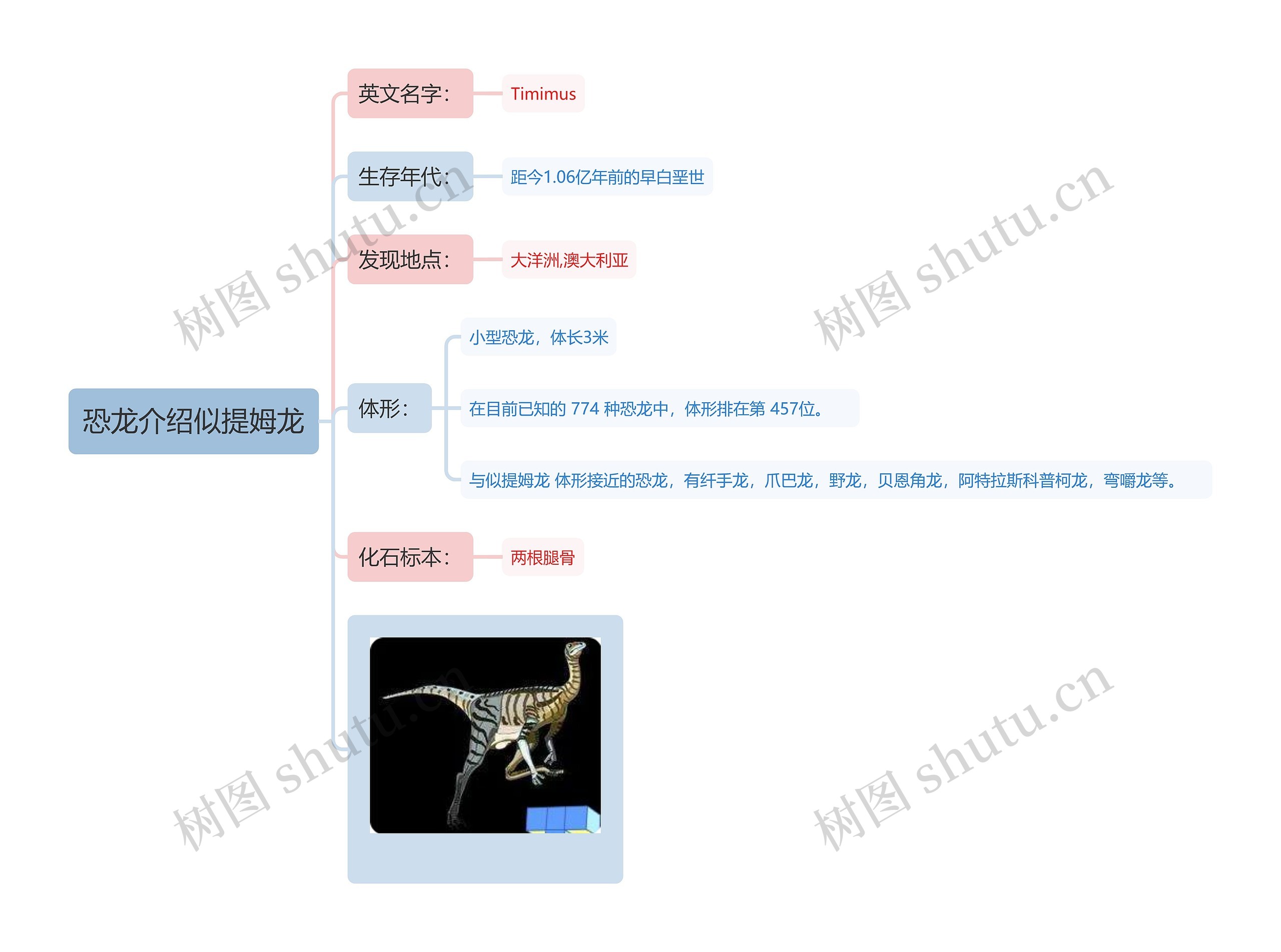 恐龙介绍似提姆龙思维导图