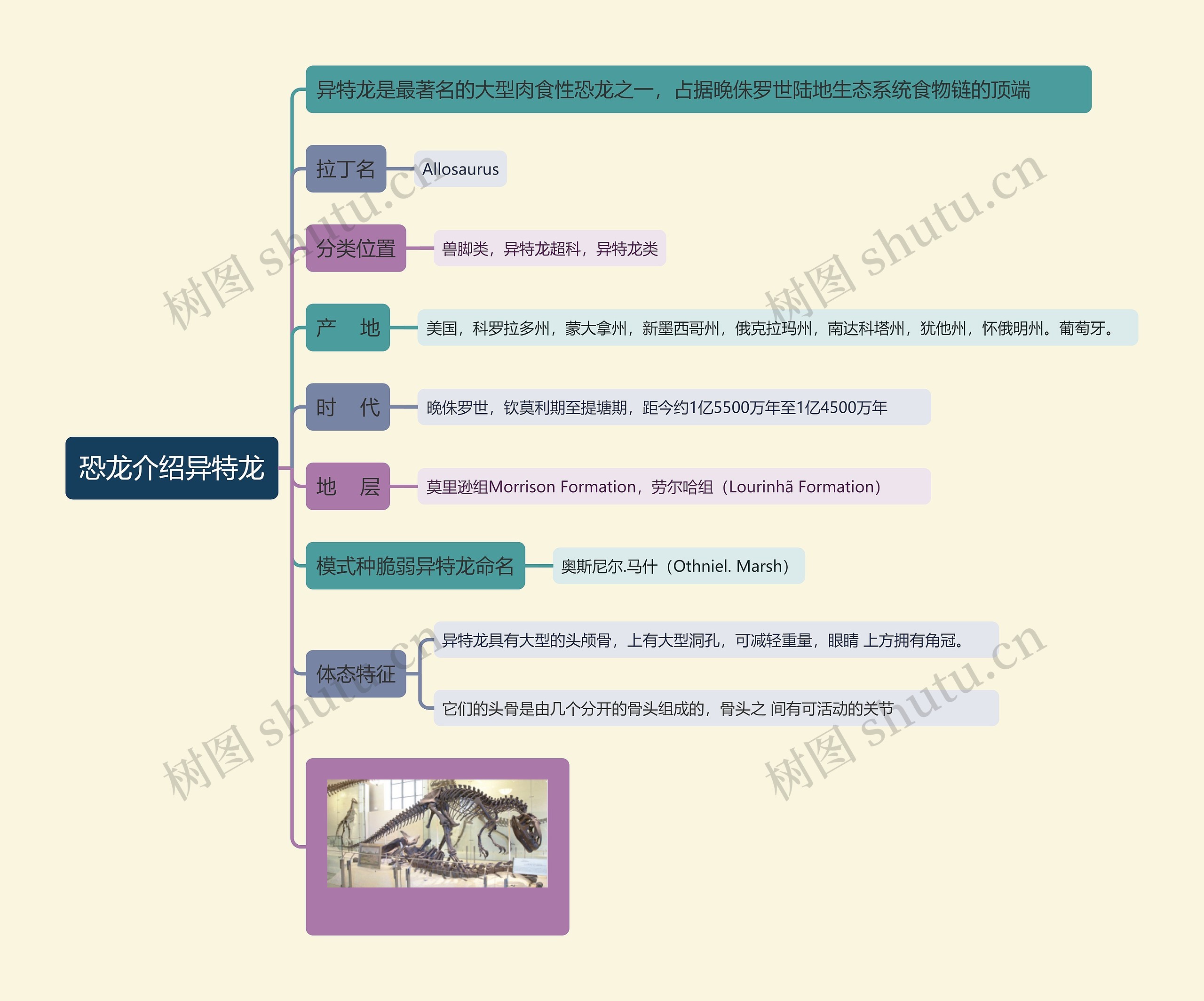 恐龙介绍异特龙思维导图