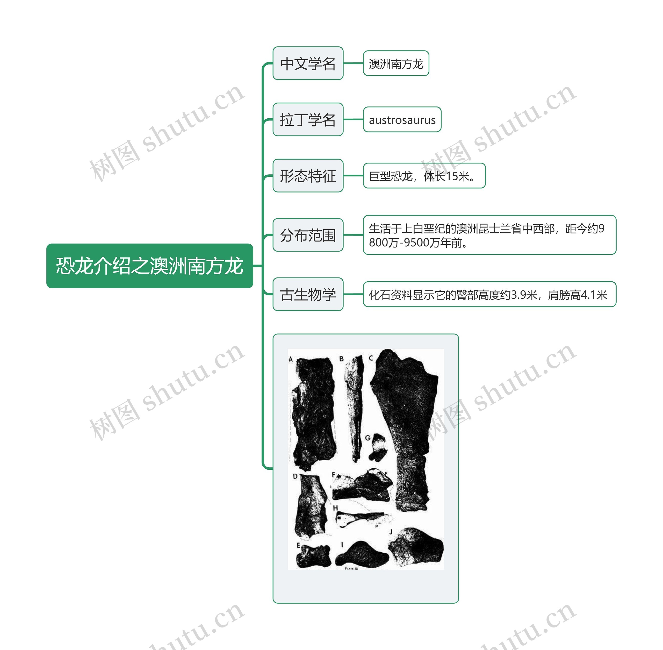 恐龙介绍之澳洲南方龙思维导图