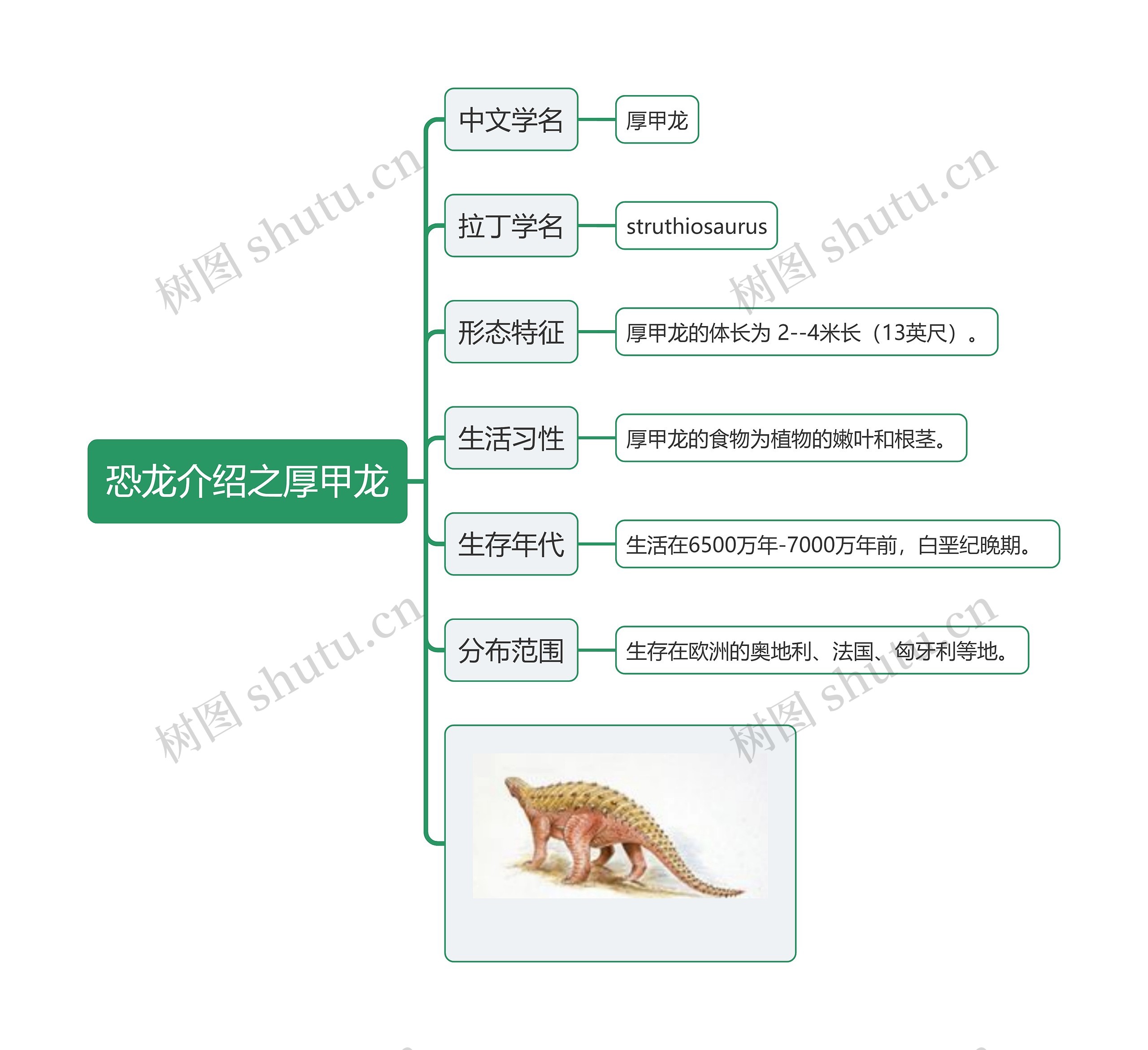 恐龙介绍之厚甲龙思维导图