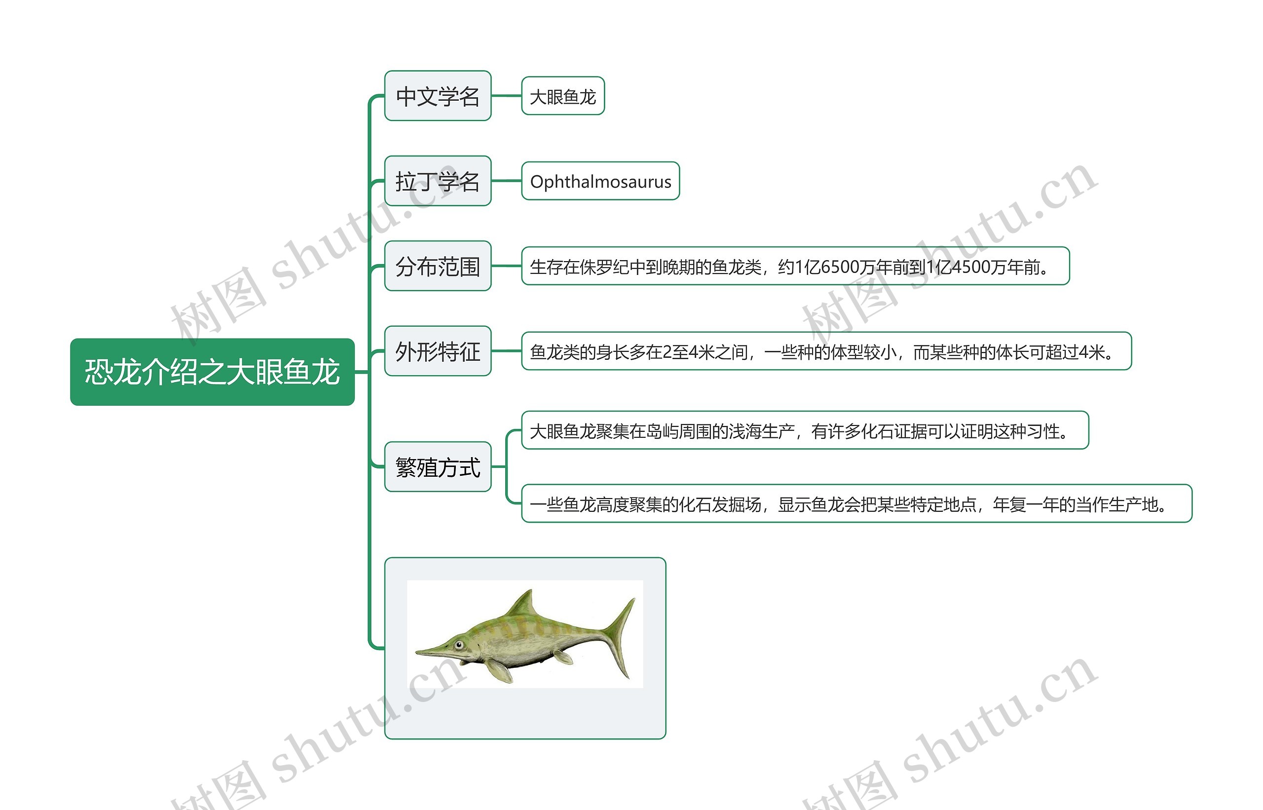 恐龙介绍之大眼鱼龙思维导图