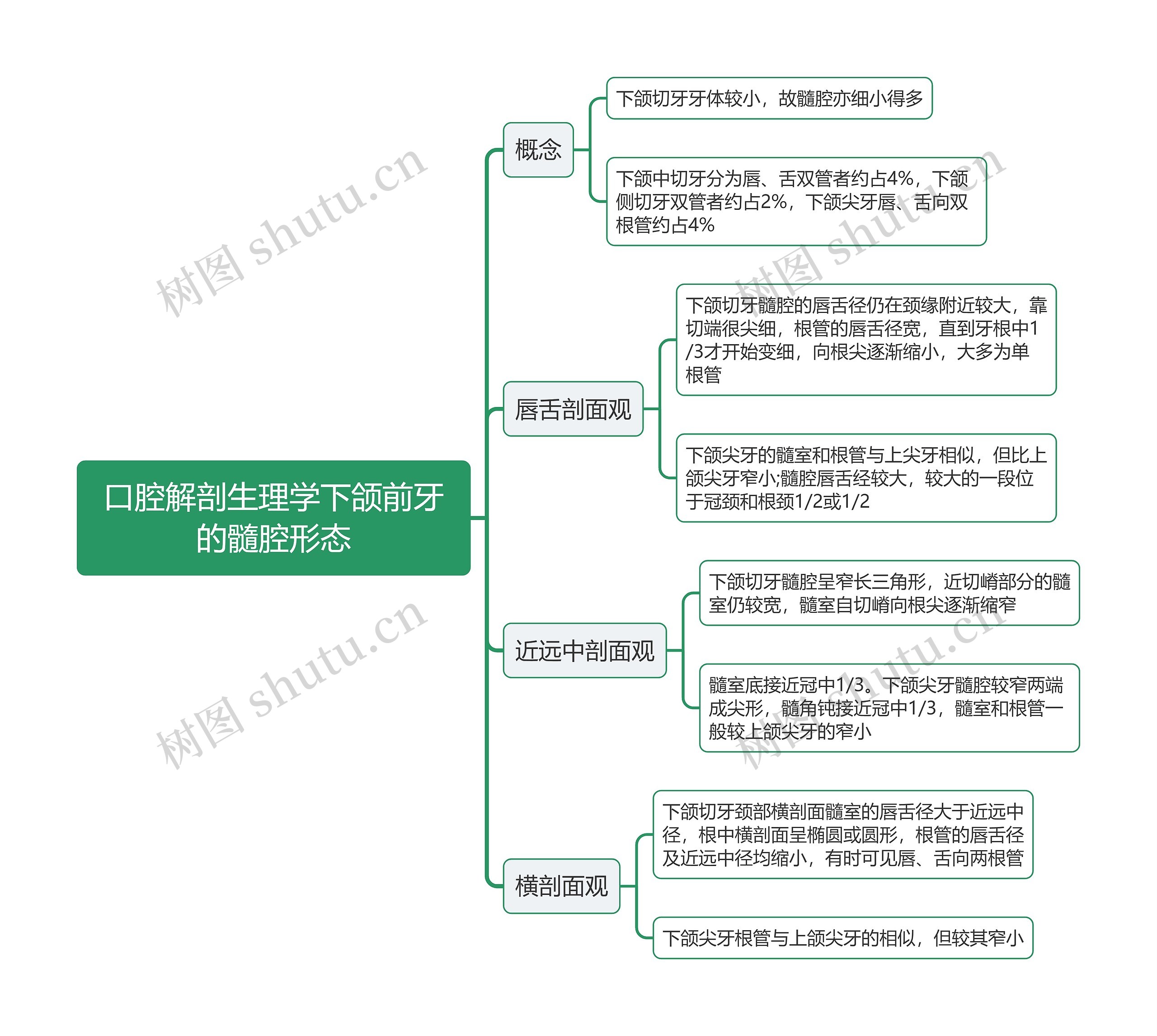 口腔解剖生理学下颌前牙的髓腔形态思维导图