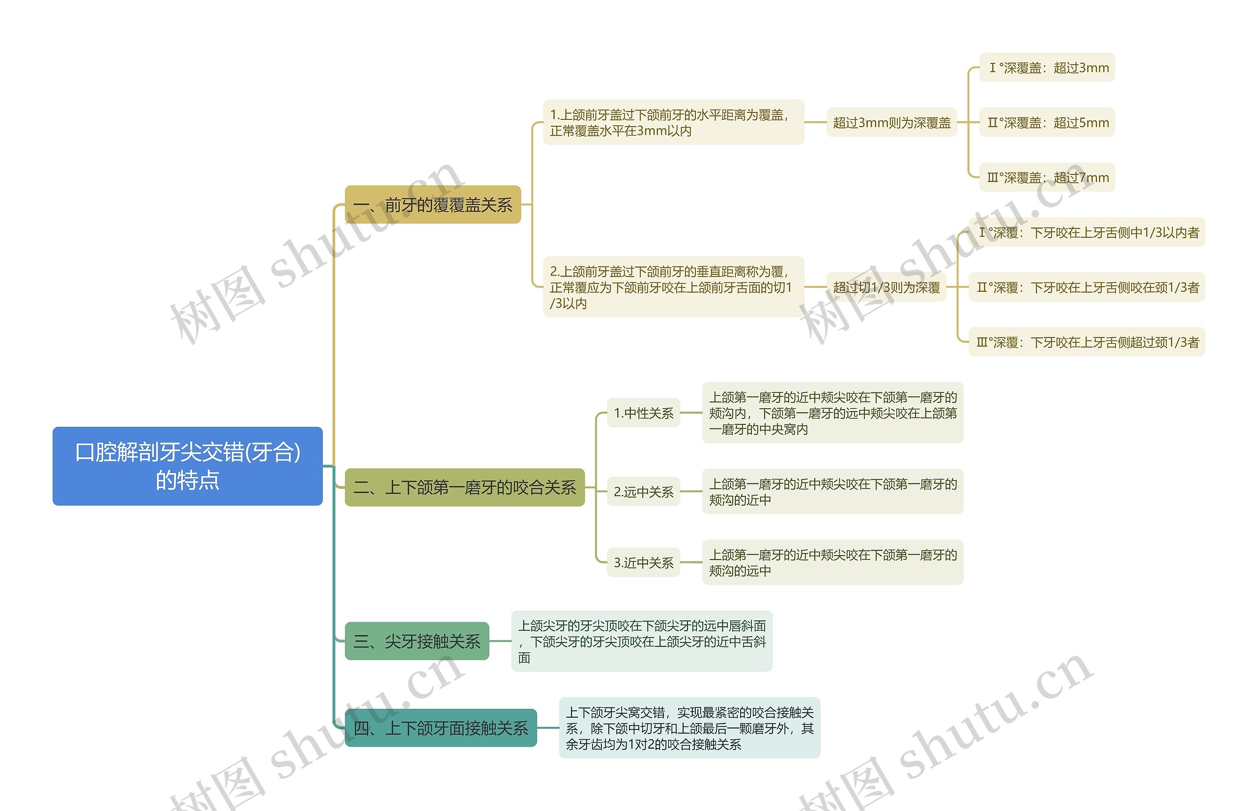 口腔解剖牙尖交错(牙合)的特点思维导图