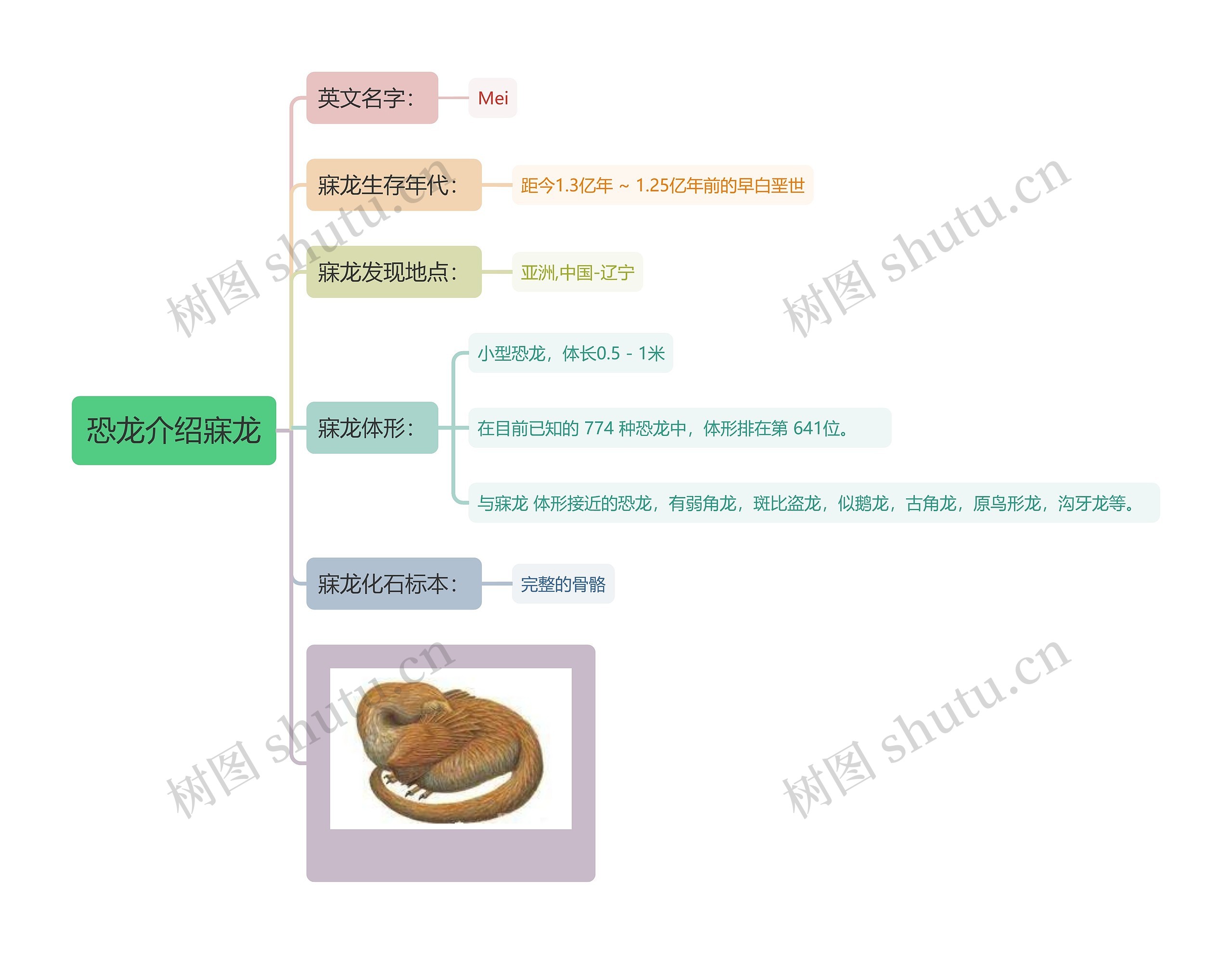 恐龙介绍寐龙思维导图