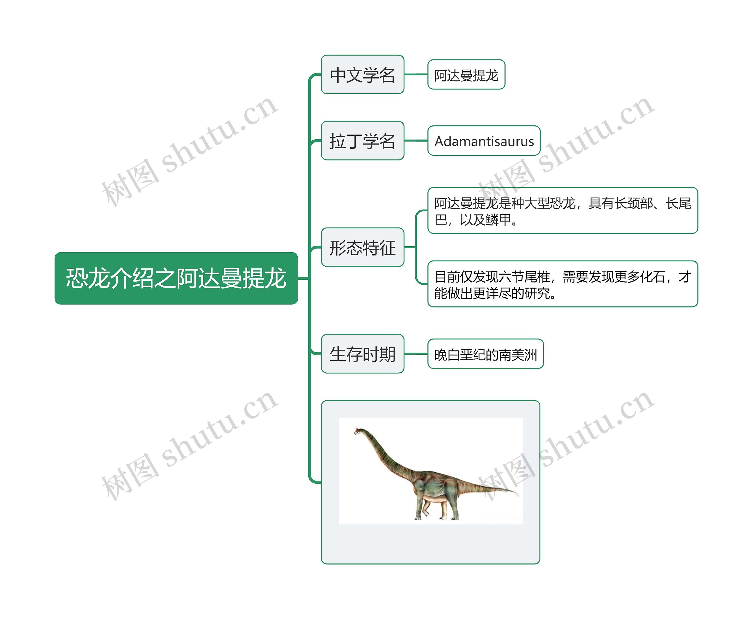 恐龙介绍之阿达曼提龙思维导图