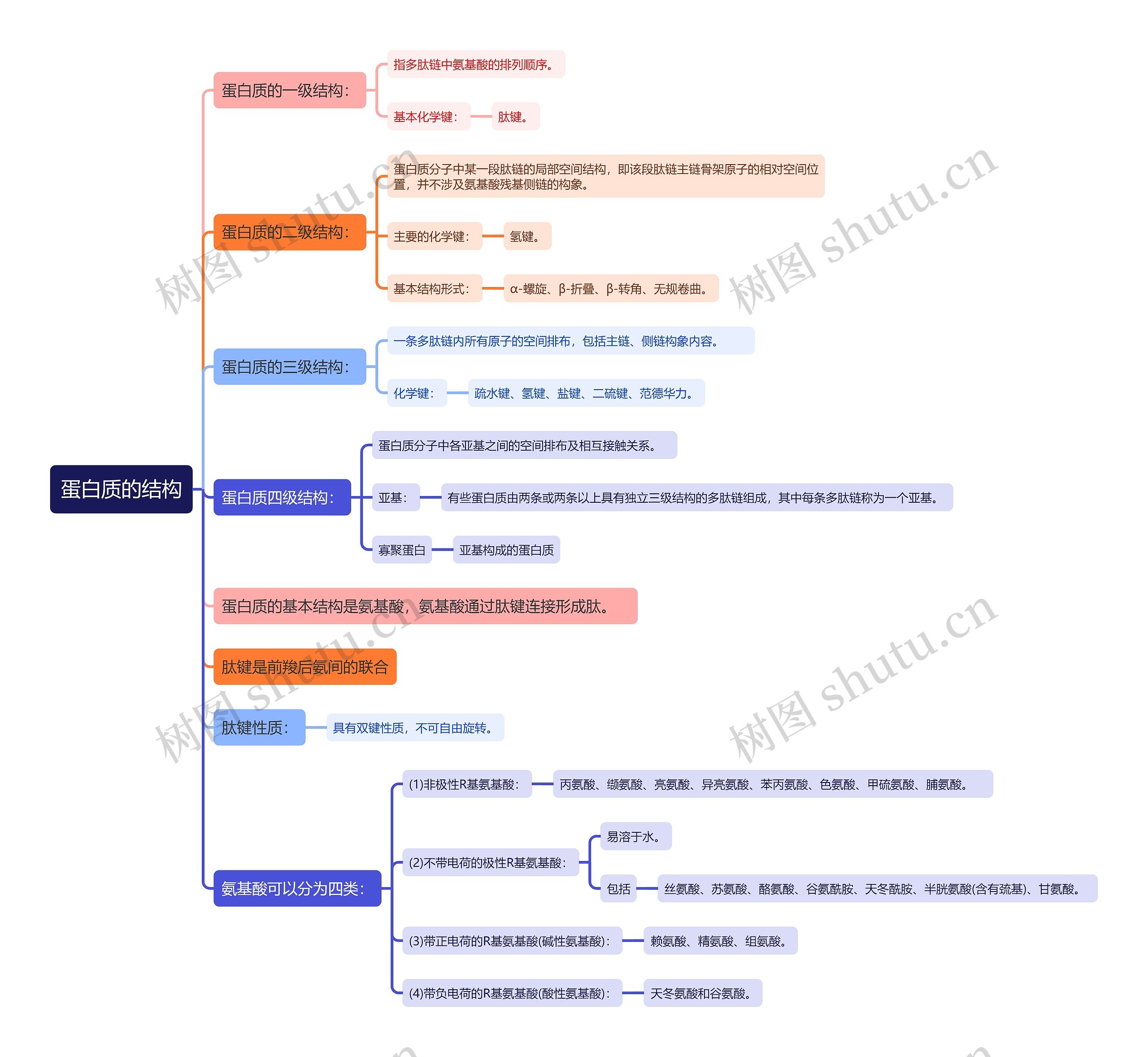 蛋白质的结构思维导图