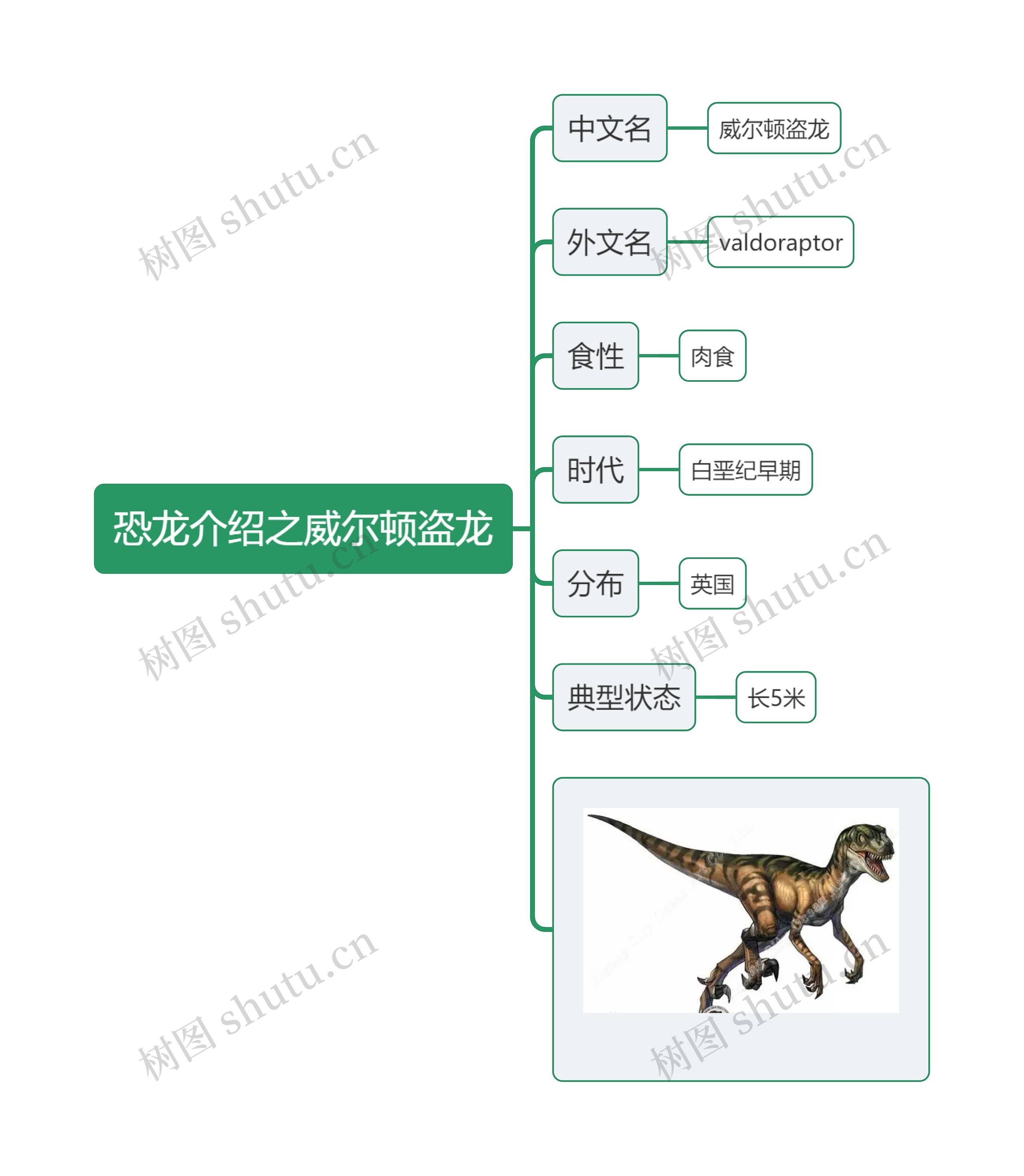 恐龙介绍之威尔顿盗龙思维导图