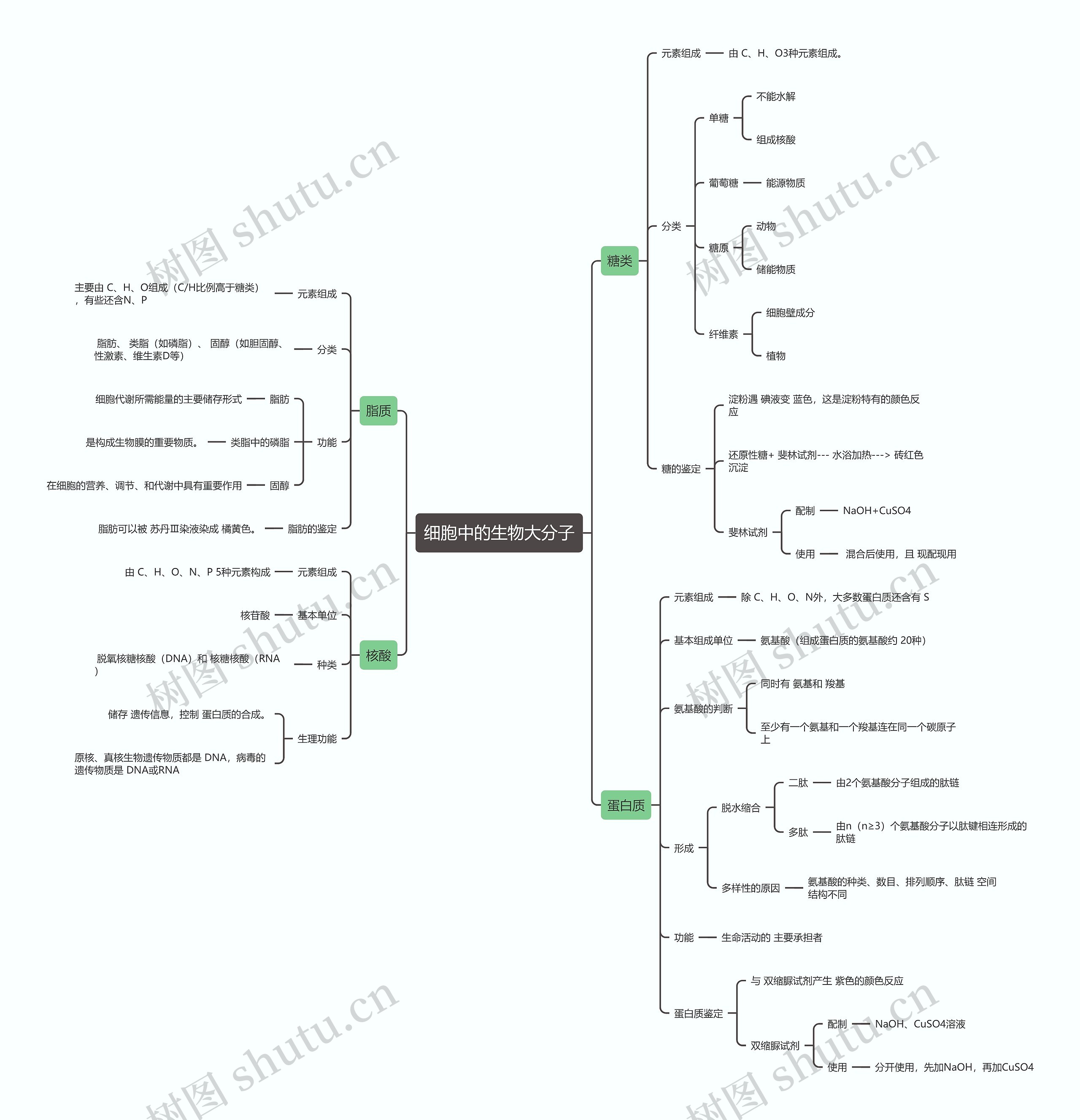 生物必修一  细胞中的生物大分子